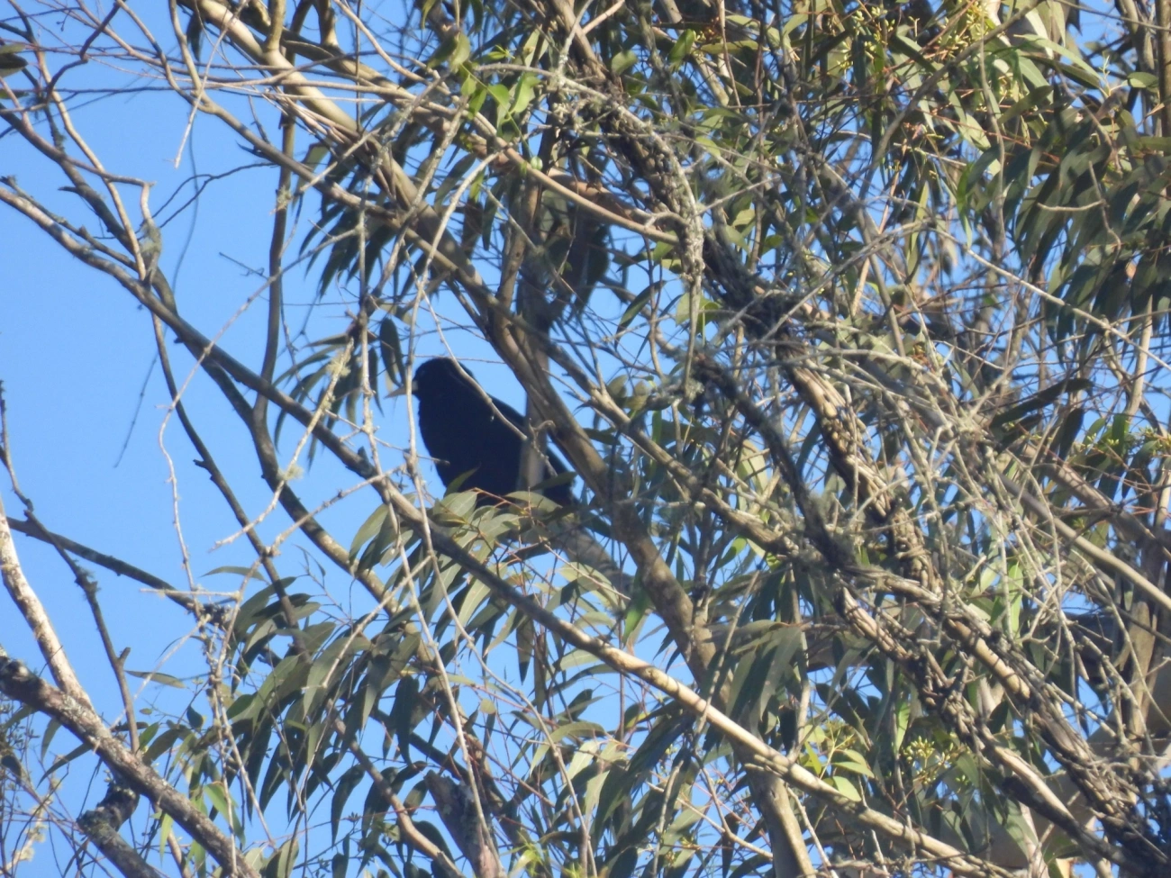 Japu (Psarocolius decumanus), aves, fotografado em Visconde de Mauá