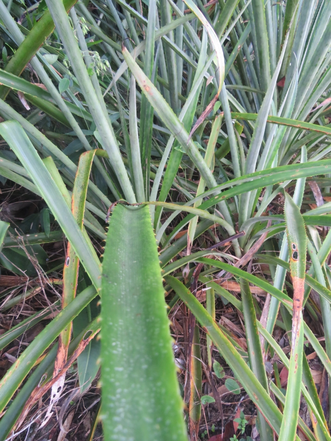 Caraguatá-do-campo (Bromelia antiacantha), plantas, fotografado em Indaiá, Caraguatatuba