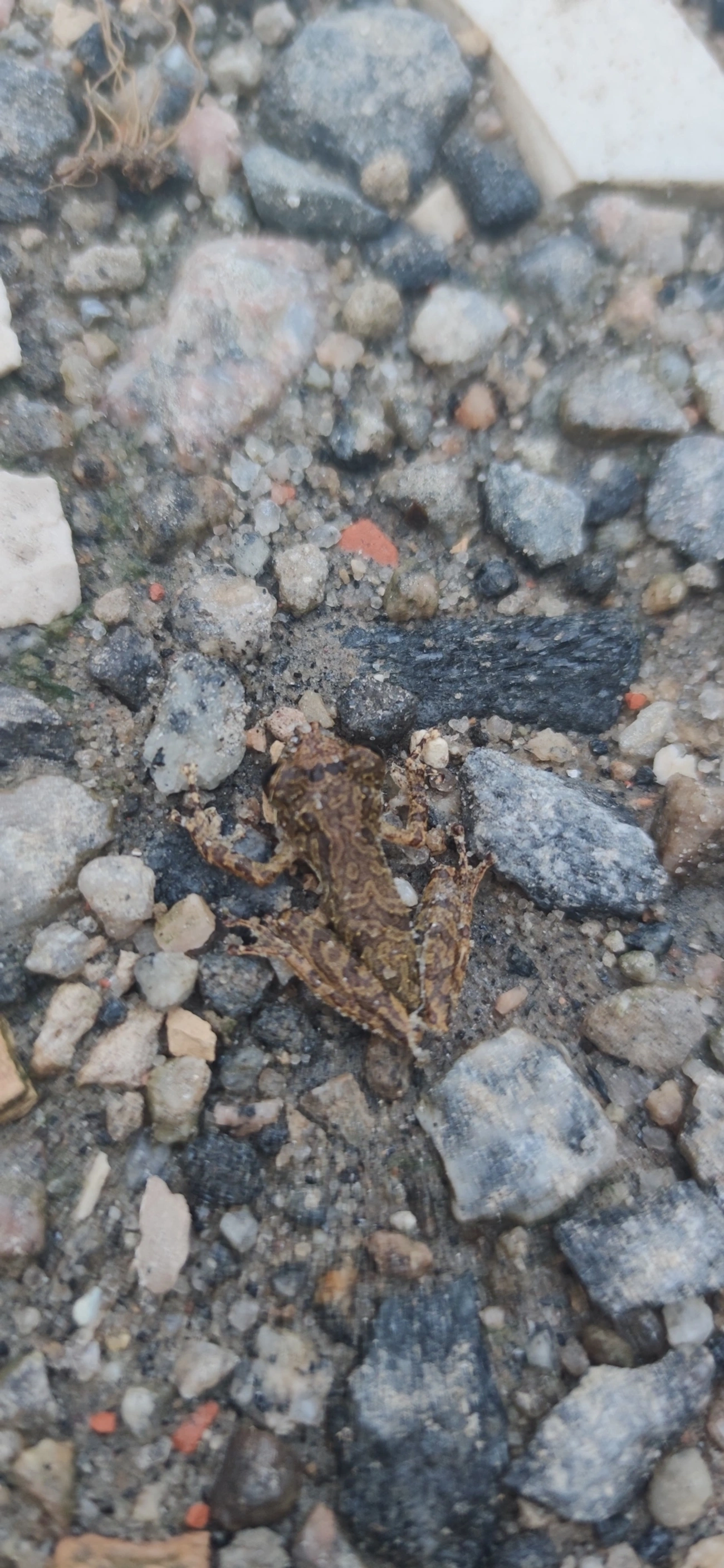 Perereca-do-litoral (Ololygon littoralis), anfíbios, fotografado em Maresias, São Sebastião