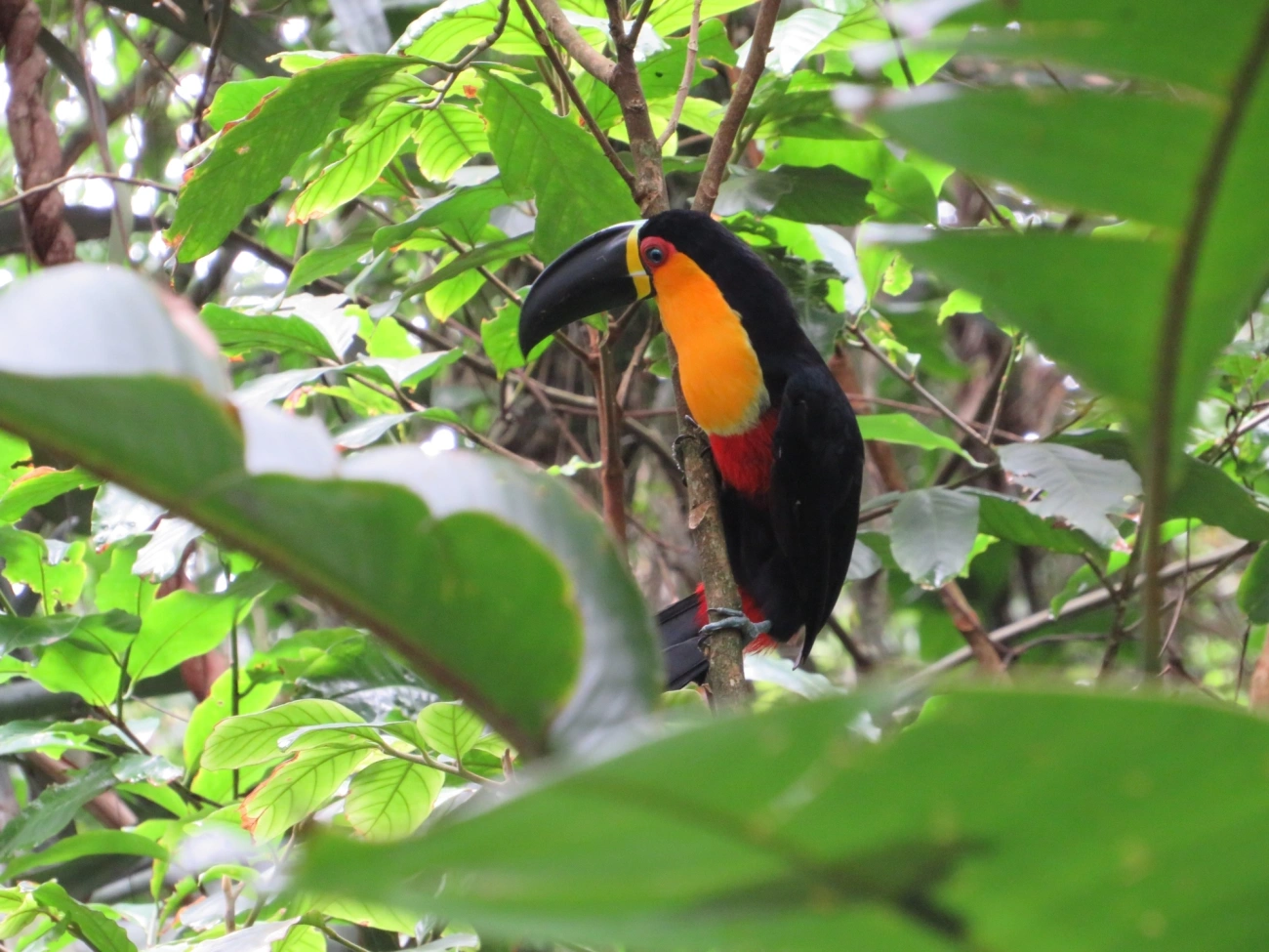 Tucano-de-ariel (Ramphastos vitellinus), aves, fotografado em São Paulo