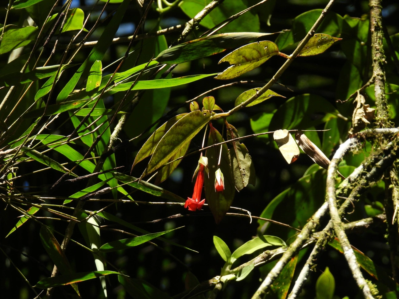Planta-peixinho (Nematanthus crassifolius), plantas, fotografado em Resende