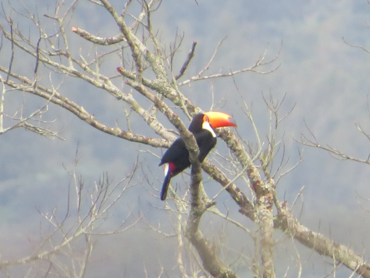 Tucano-toco (Ramphastos toco), aves, fotografado em Maresias, São Sebastião