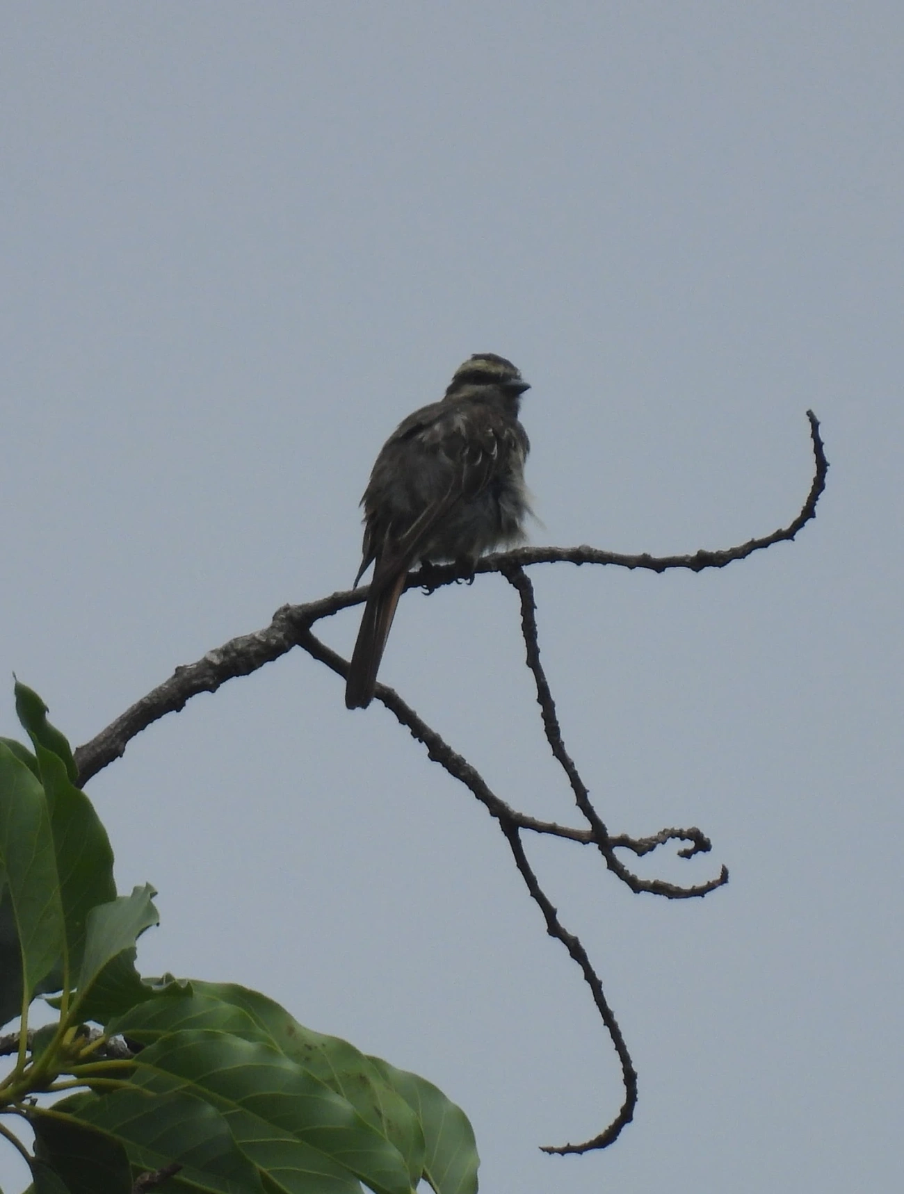 Peitica (Empidonomus varius), aves, fotografado em Bonete, Ilhabela