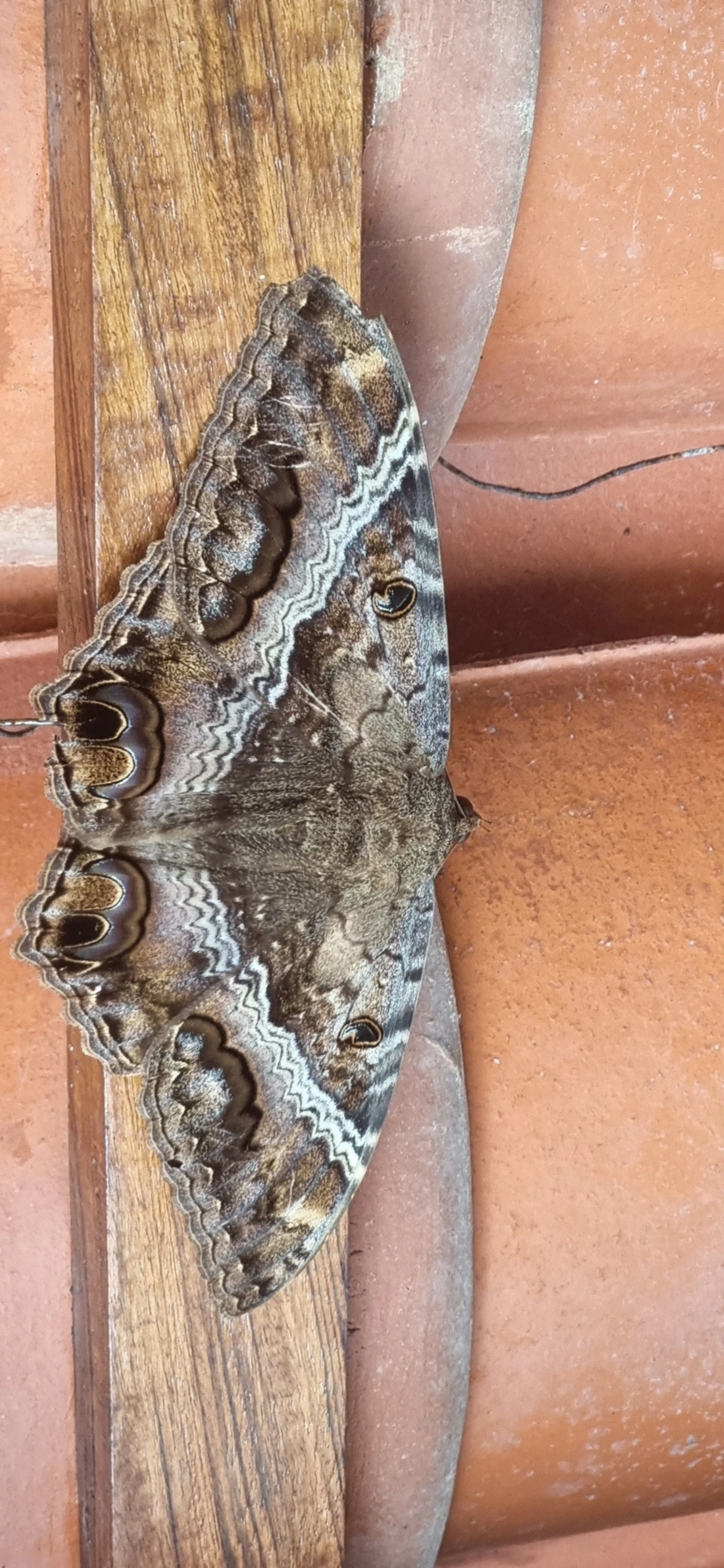 Bruxa-negra (Ascalapha odorata), insetos, fotografado em Frade, Ubatuba