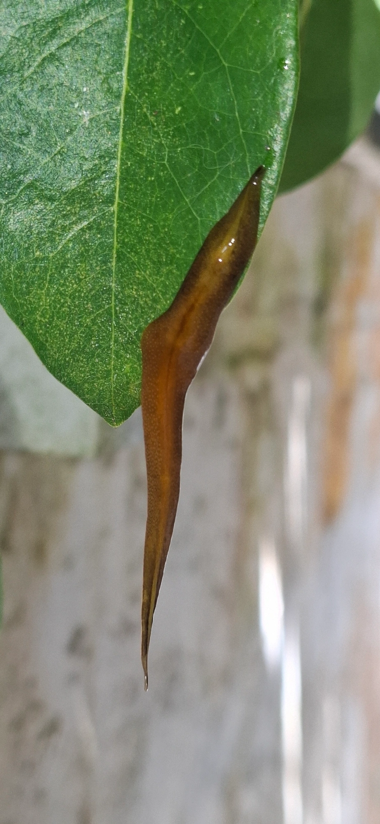 Planária-terrestre (Obama burmeisteri), outros, fotografado em Maresias, São Sebastião