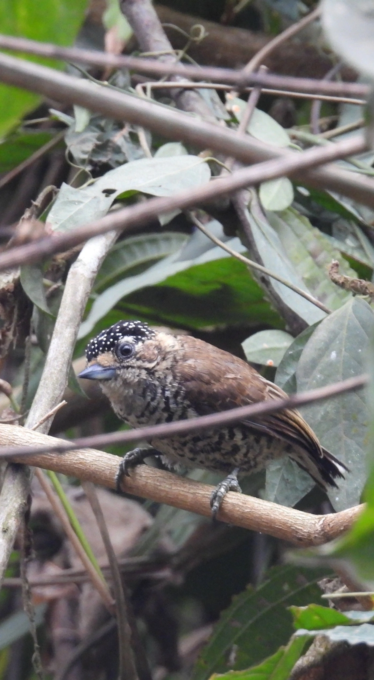 Pica-pau-anão-barrado (Picumnus cirratus), aves, fotografado em Recanto Imperial, Santa Isabel