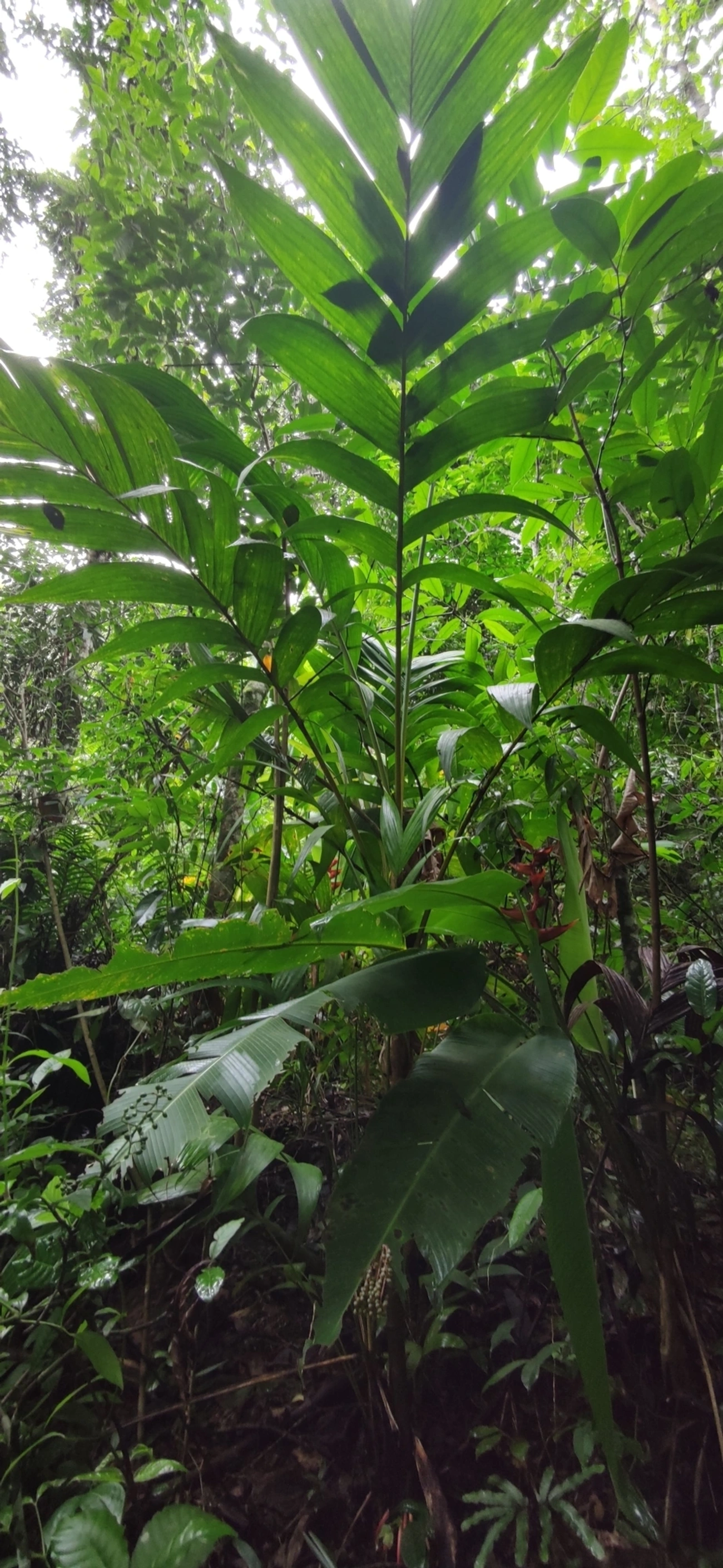 Palmeira-marfim (Pinanga coronata), plantas, fotografado em Maresias, São Sebastião