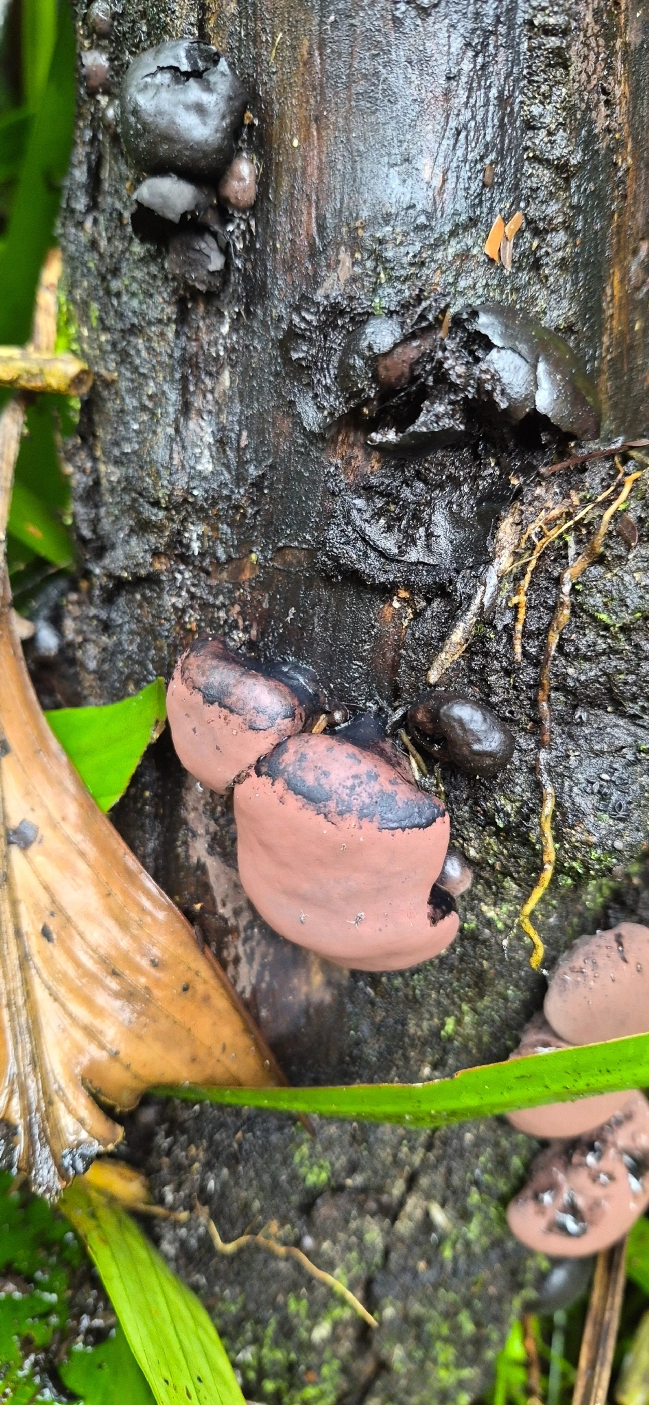 Daldinia vernicosa Group (Daldinia vernicosa), fungos, fotografado em Maresias, São Sebastião