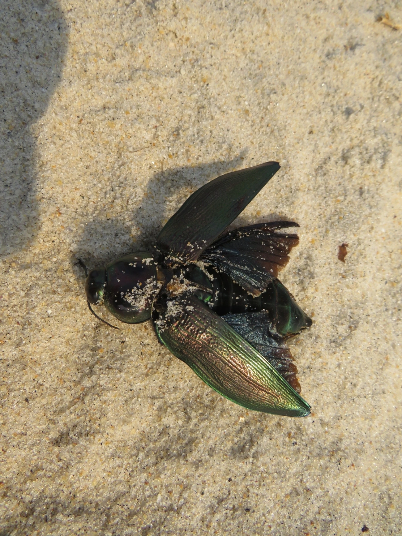 Besouro-jóia-gigante (Euchroma giganteum), insetos, fotografado em Maresias, São Sebastião
