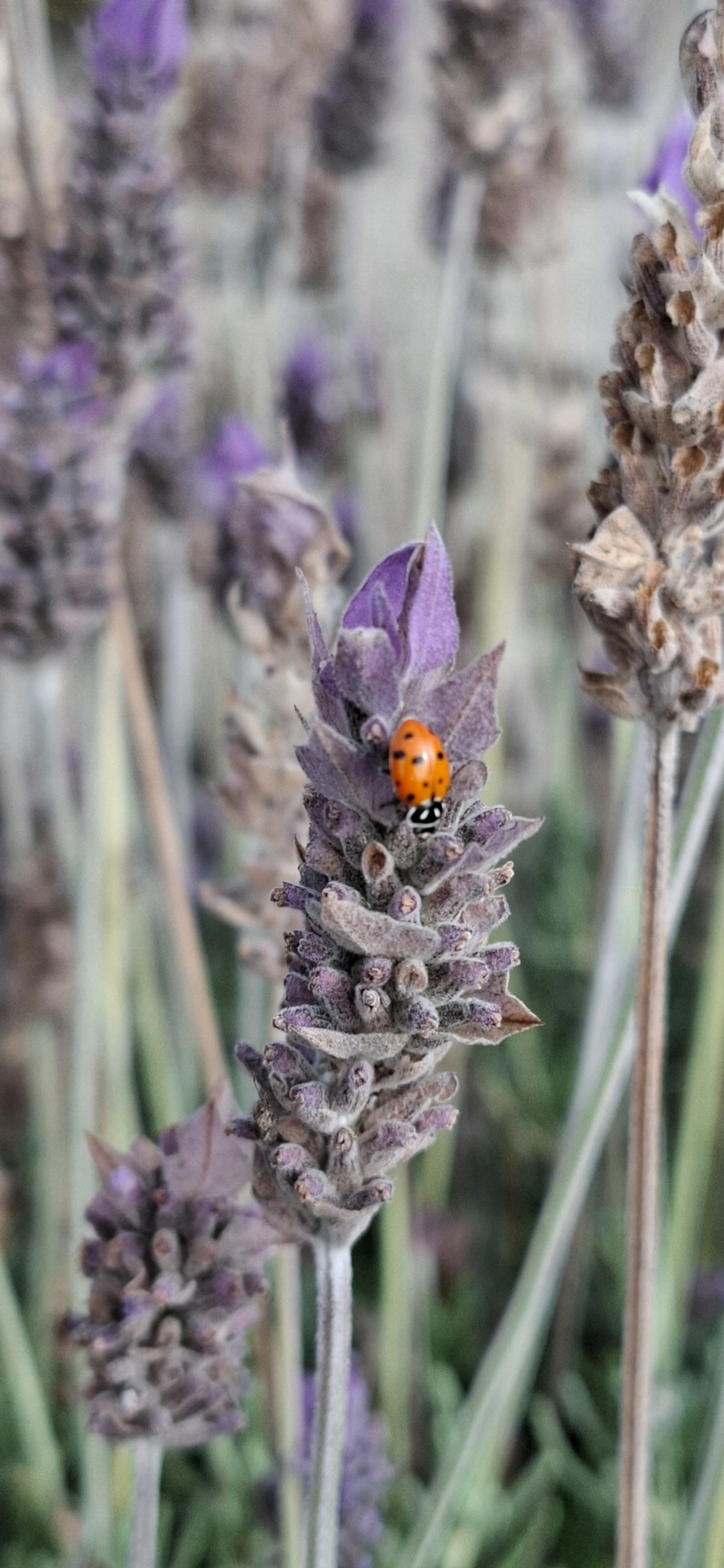 Joaninha-convergente (Hippodamia convergens), insetos, fotografado em Itamonte