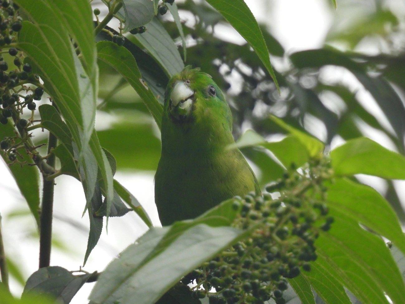Tuim (Forpus xanthopterygius), aves, fotografado em Bonete, Ilhabela