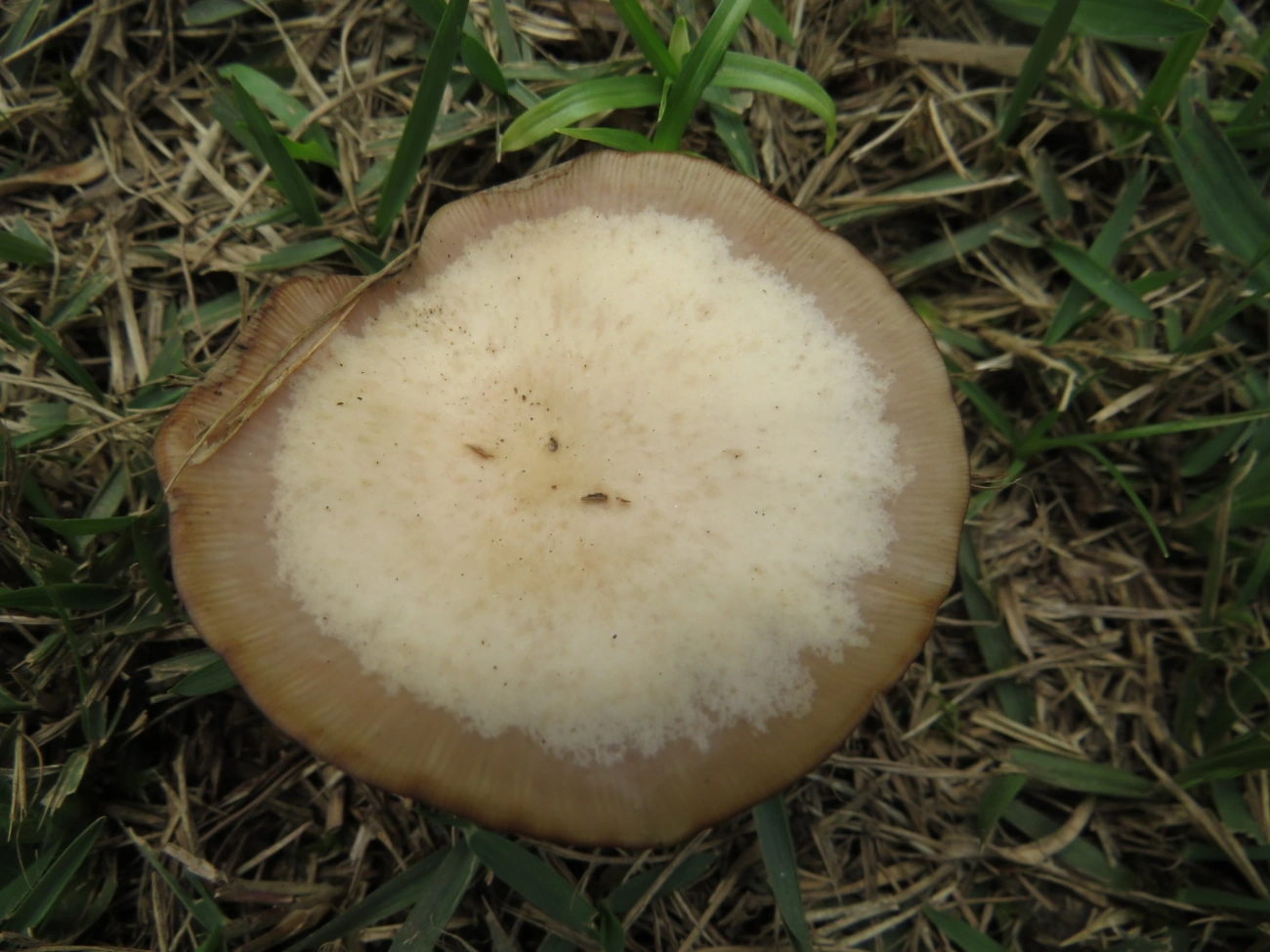 Cogumelos Lamelados (Agaricales), fungos, fotografado em Maresias, São Sebastião