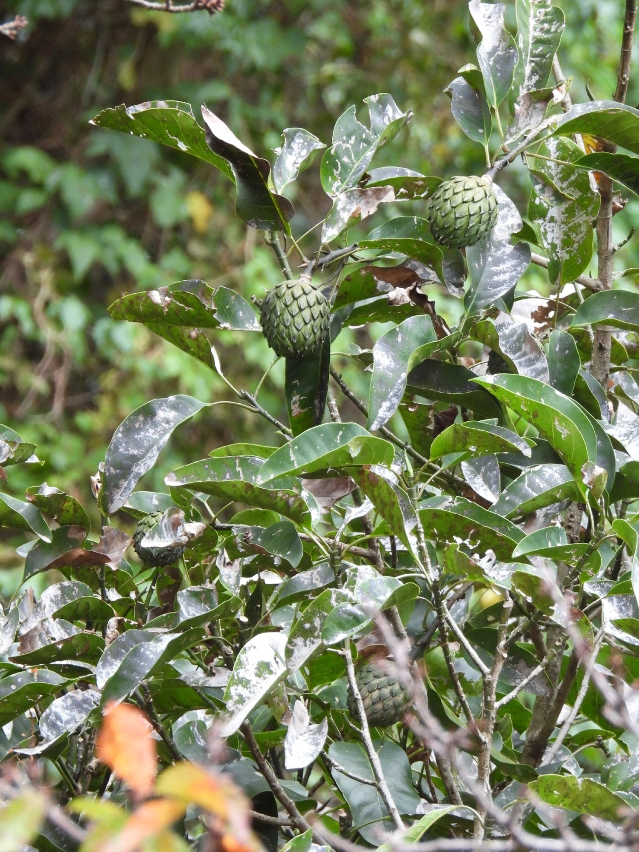 Baguaçu (Magnolia ovata), plantas, fotografado em Itamonte