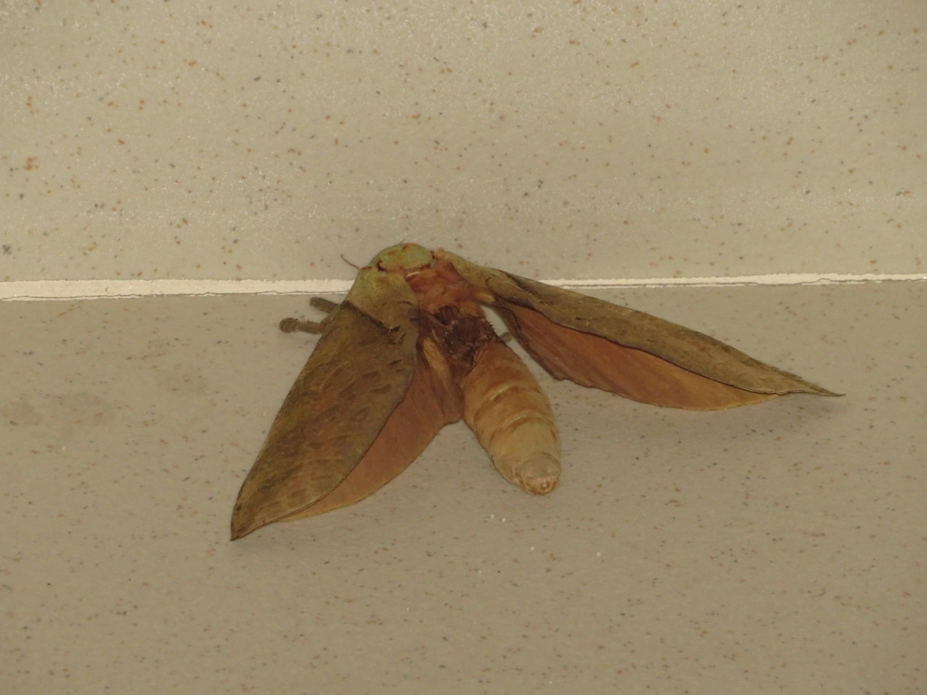 Mariposa-fantasma (Trichophassus giganteus), insetos, fotografado em Maresias, São Sebastião