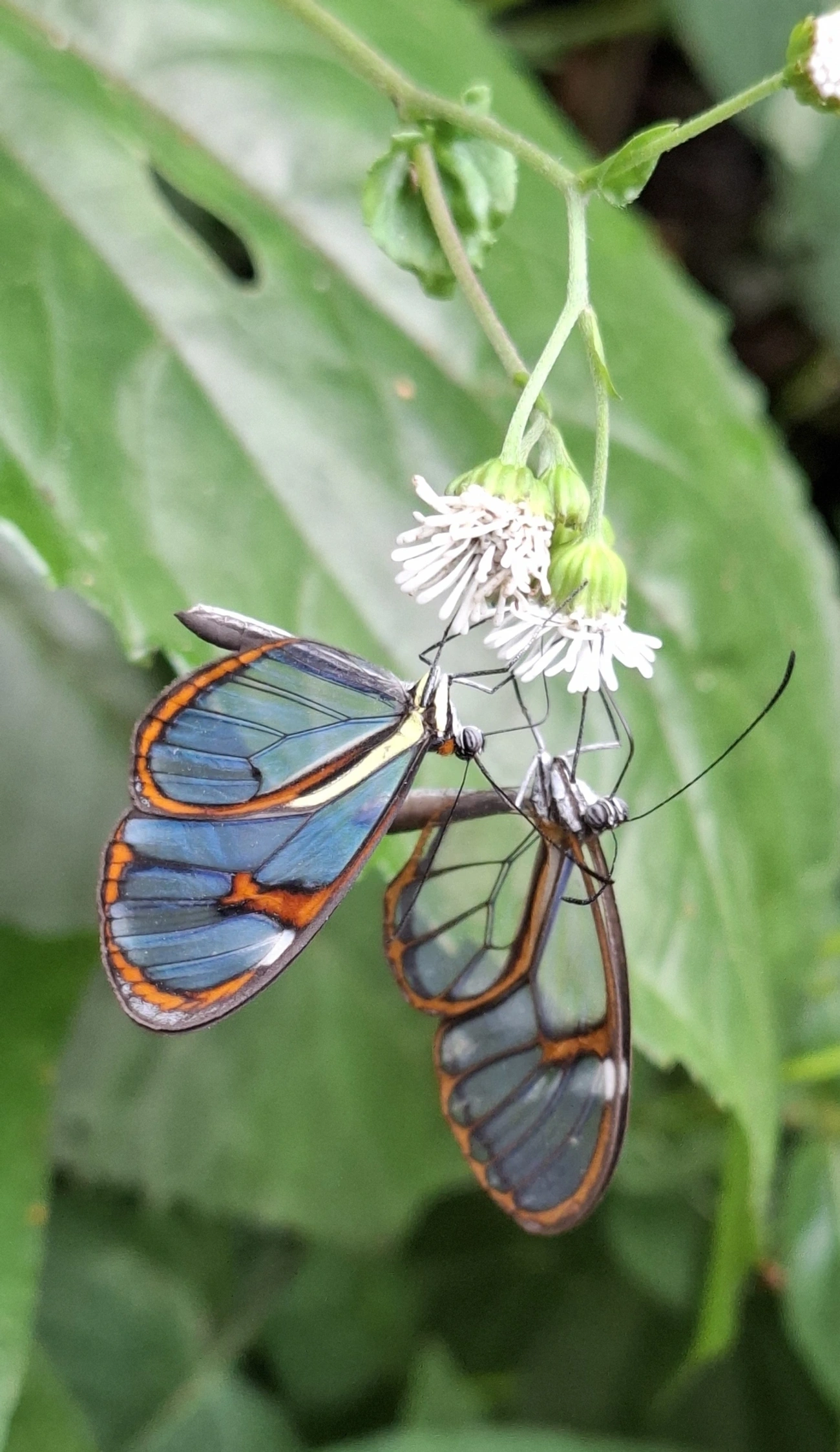 Asa-de-vidro (Ithomia drymo), insetos, fotografado em Maresias, São Sebastião