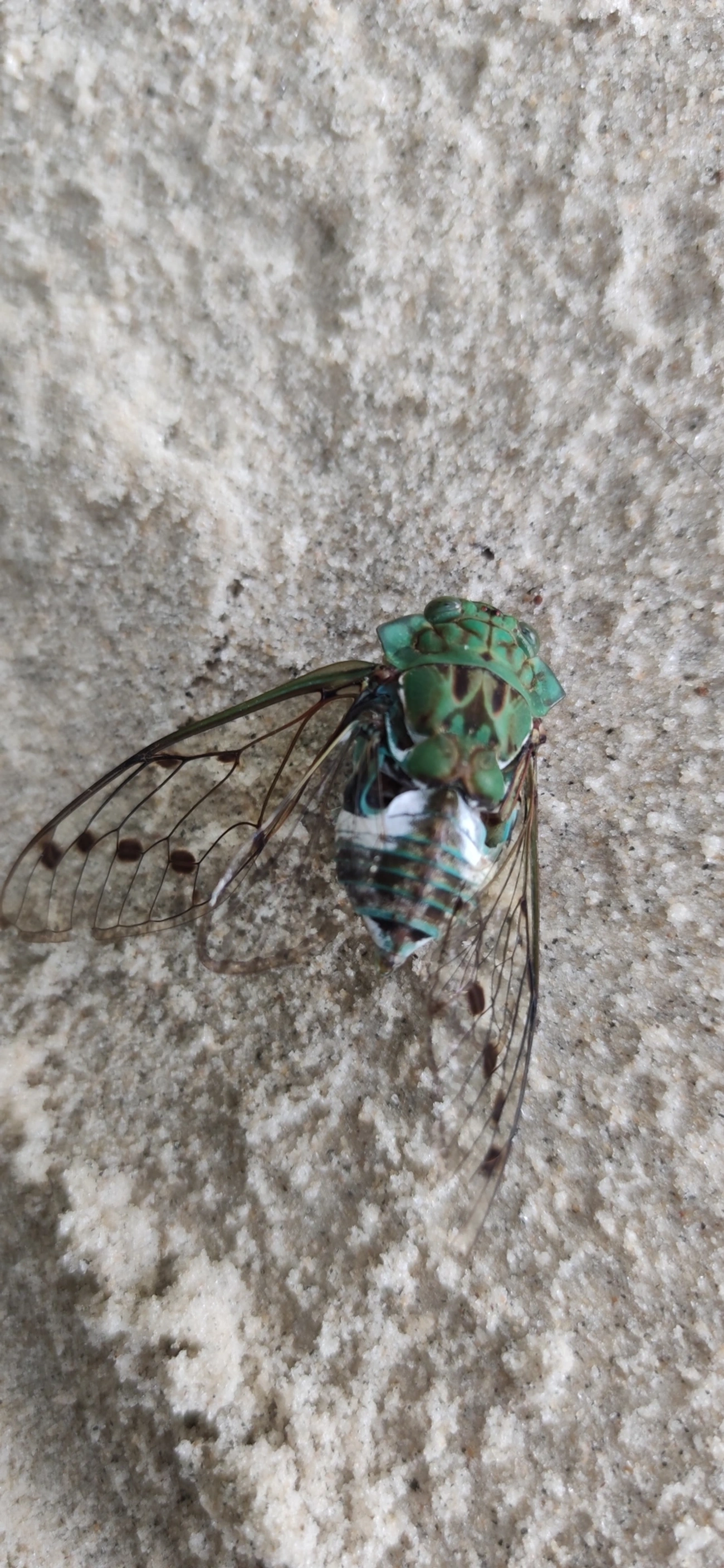 Cigarra-verde (Zammara tympanum), insetos, fotografado em Maresias, São Sebastião
