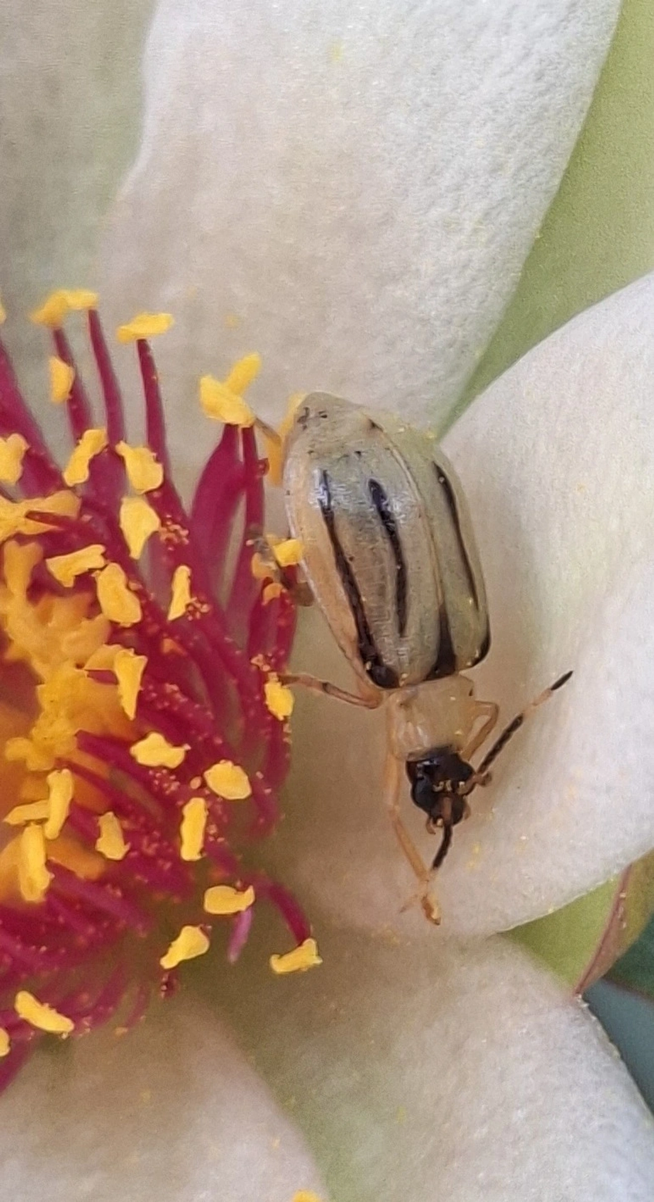 Diabrotica, insetos, fotografado em Maresias, São Sebastião
