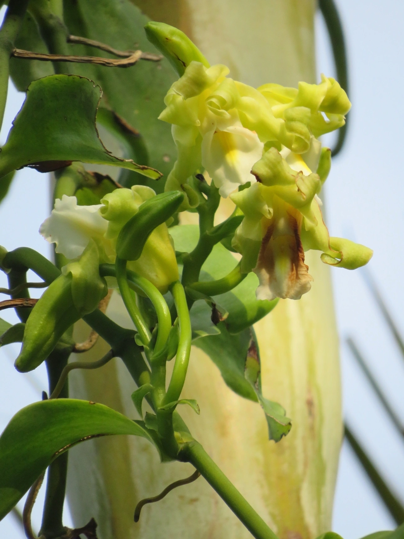 Baunilha (Vanilla arcuata), plantas, fotografado em Maresias, São Sebastião