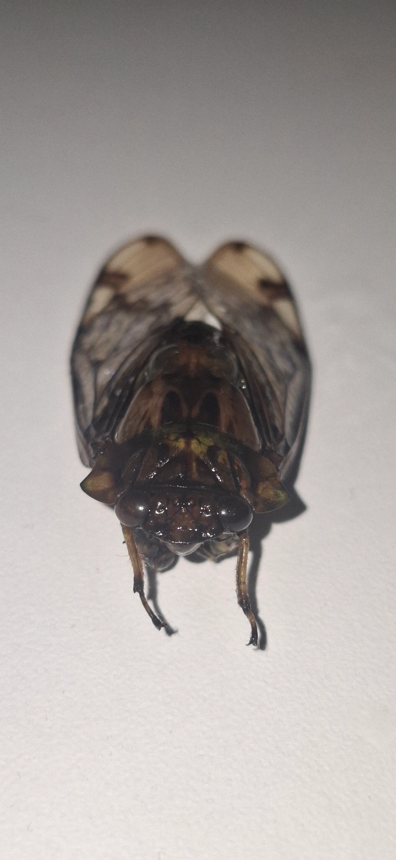Cigarra-verde (Zammara tympanum), insetos, fotografado em Maresias, São Sebastião