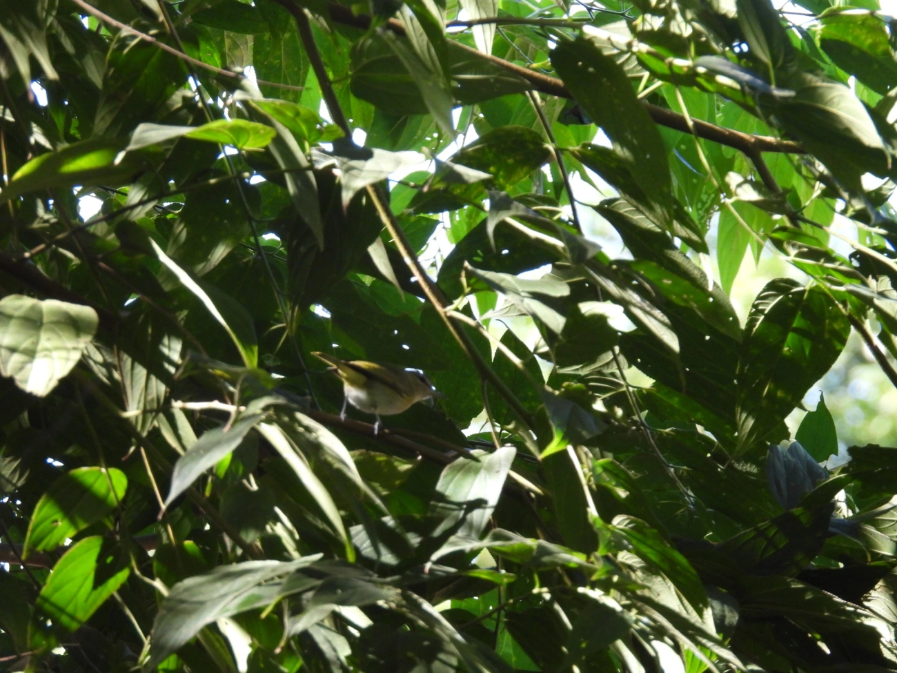 Juruviara (Vireo chivi), aves, fotografado em Resende