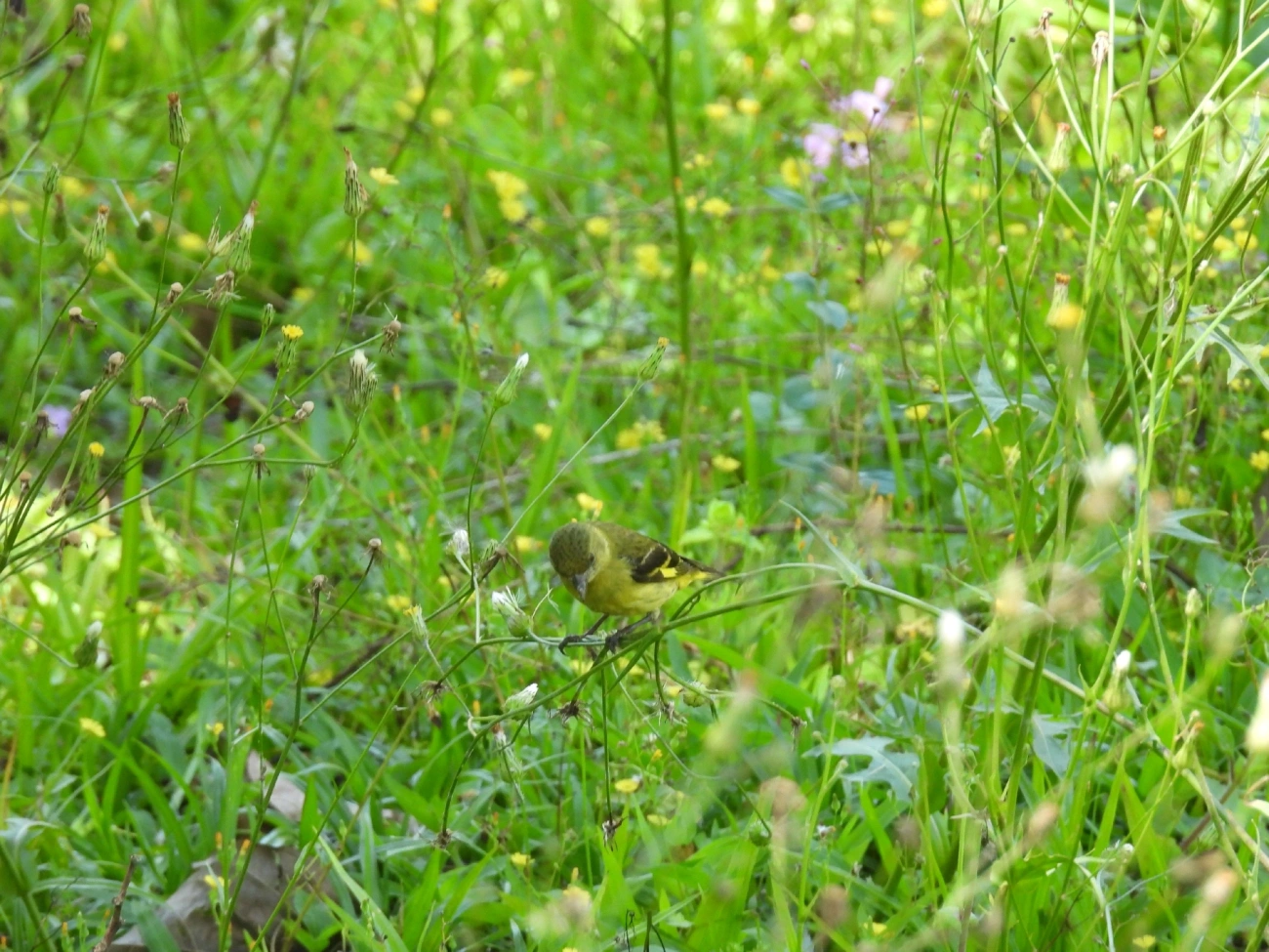 Pintassilgo (Spinus magellanicus), aves, fotografado em São Luíz do Paraitinga