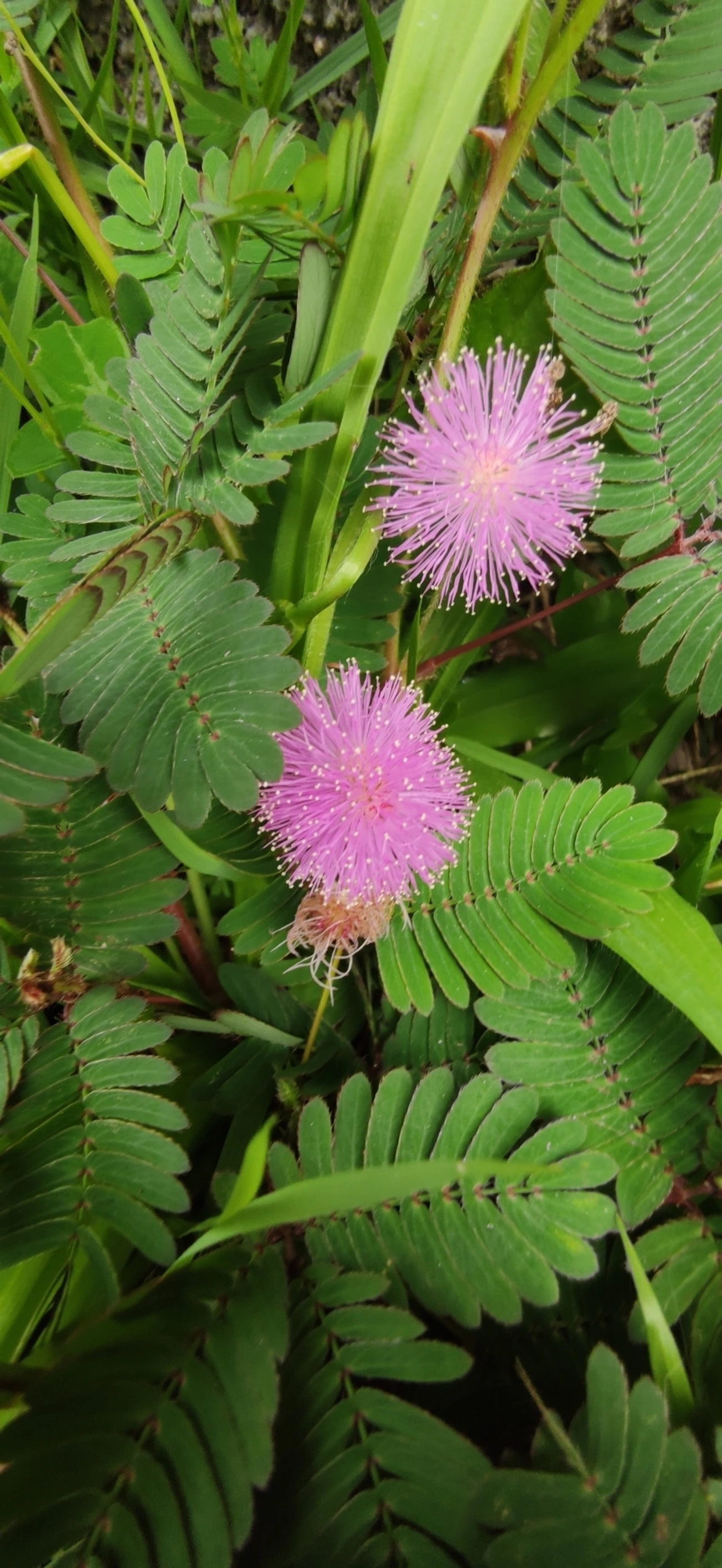 Mimosa albida, plantas, fotografado em Maresias, São Sebastião