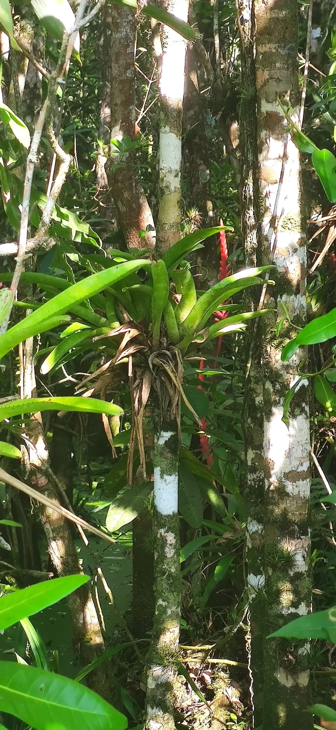 Gravatinha (Vriesea ensiformis), plantas, fotografado em Maresias, São Sebastião