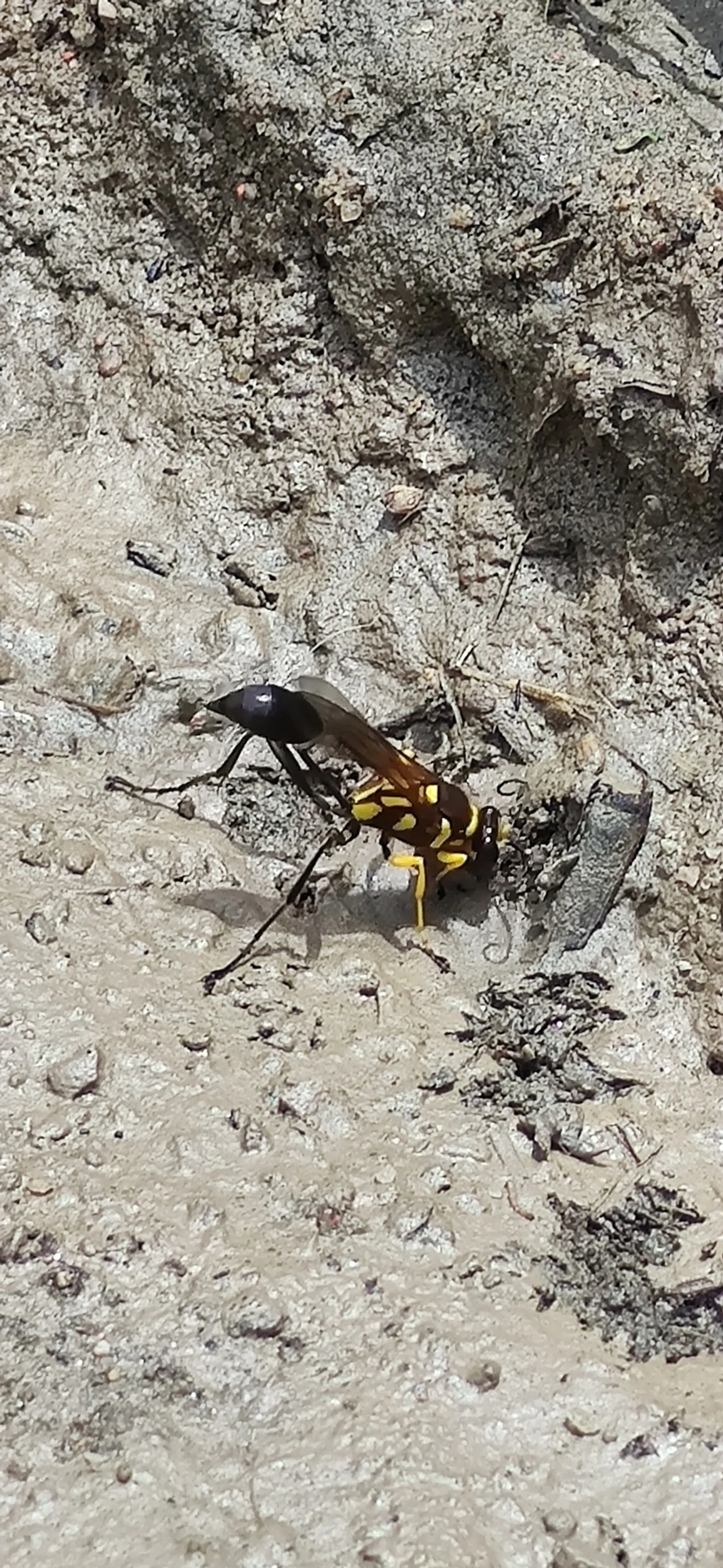 Vespa-de-barro (Sceliphron asiaticum), insetos, fotografado em Maresias, São Sebastião