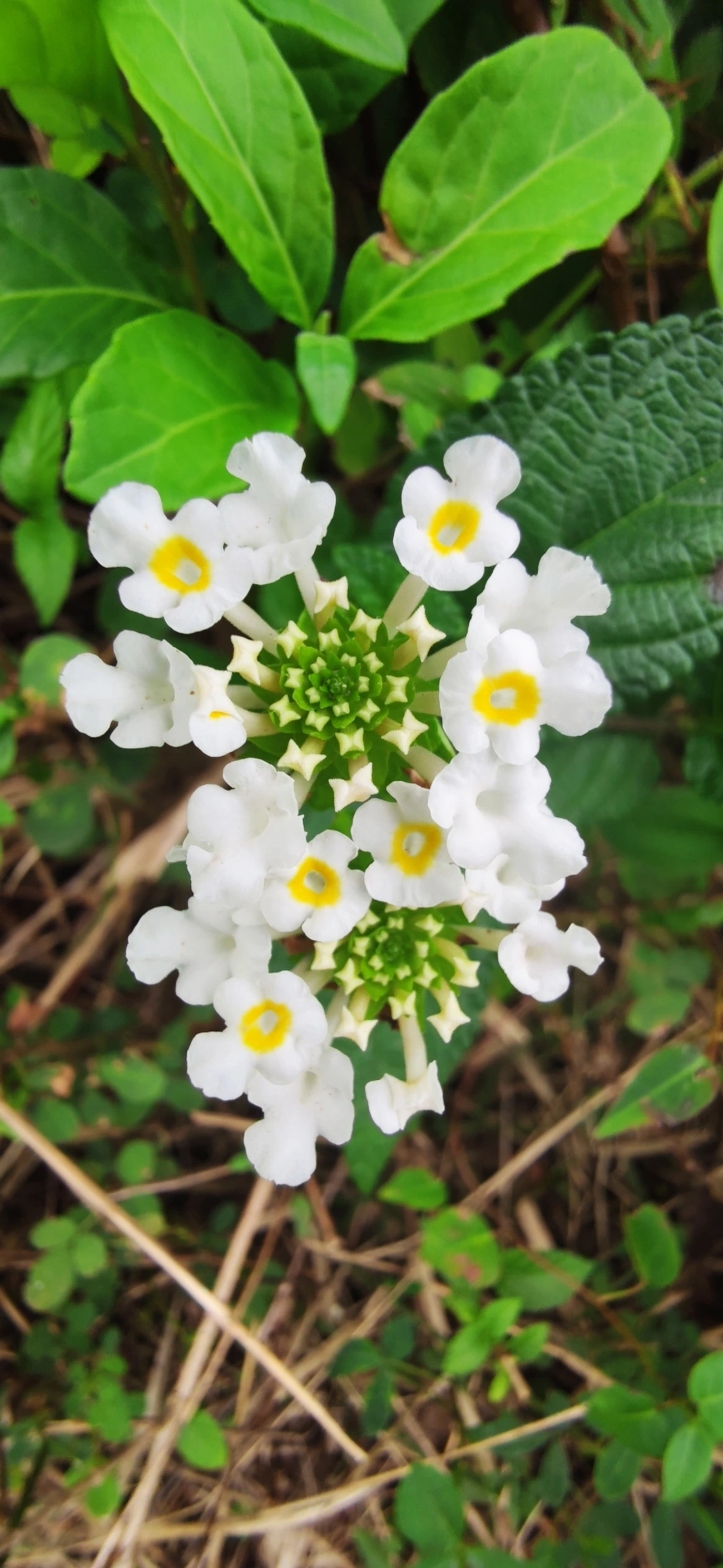 Camará (Lantana camara), plantas, fotografado em Maresias, São Sebastião