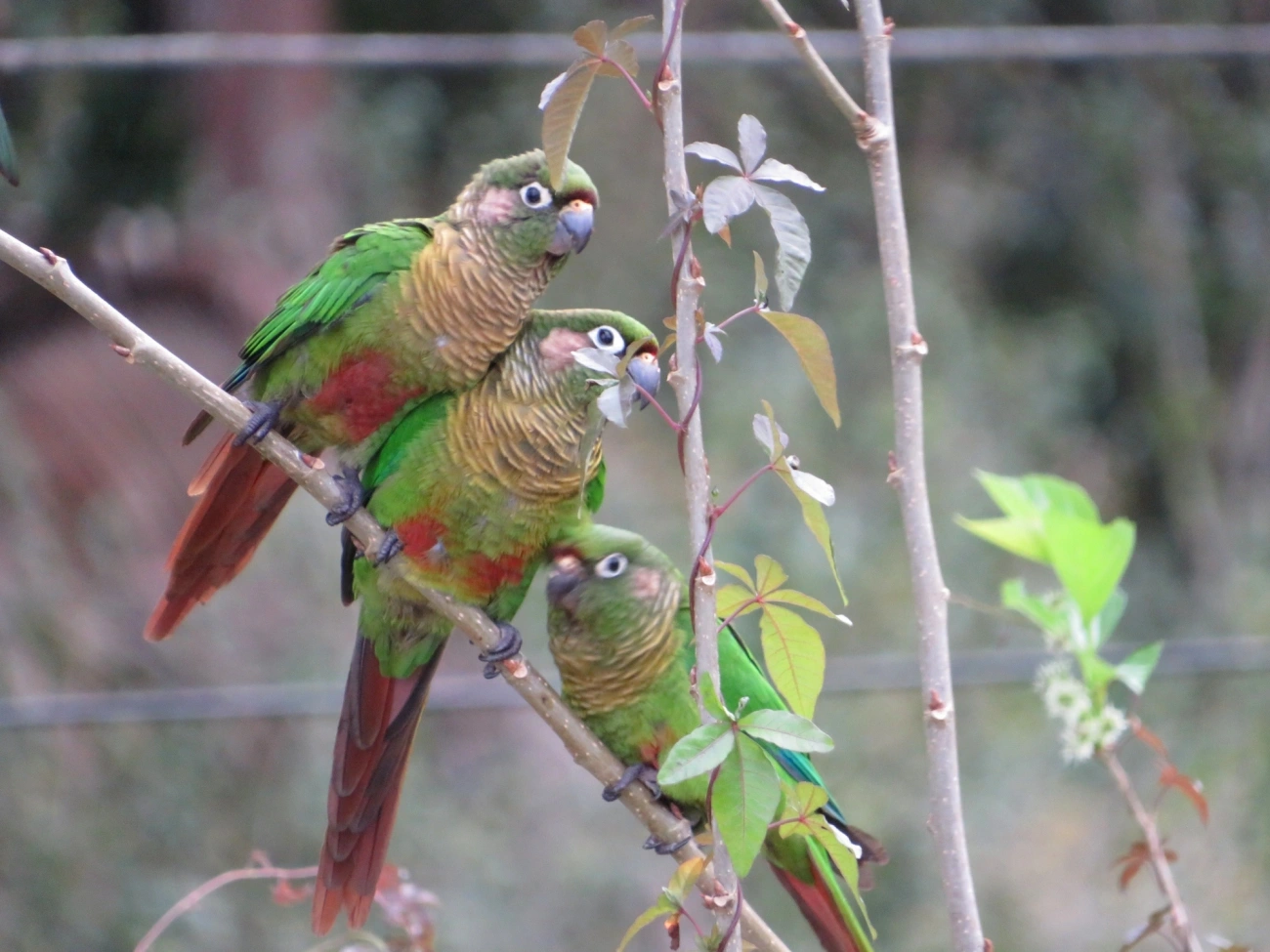 Tiriba-de-testa-vermelha (Pyrrhura frontalis), aves, fotografado em Maresias, São Sebastião