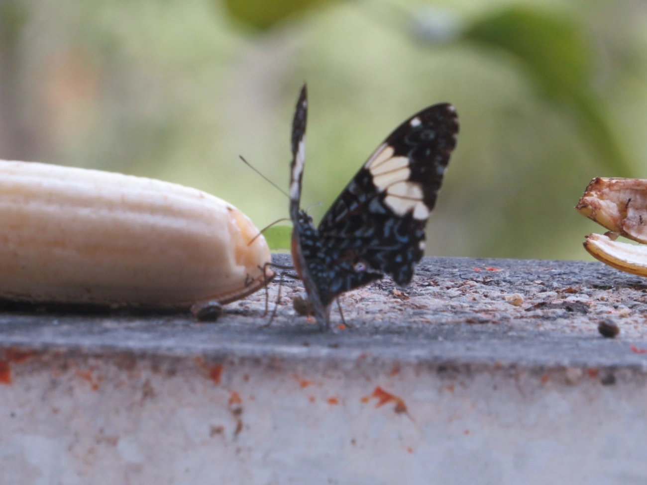 Assenta-pau (Hamadryas amphinome), insetos, fotografado em Maresias, São Sebastião