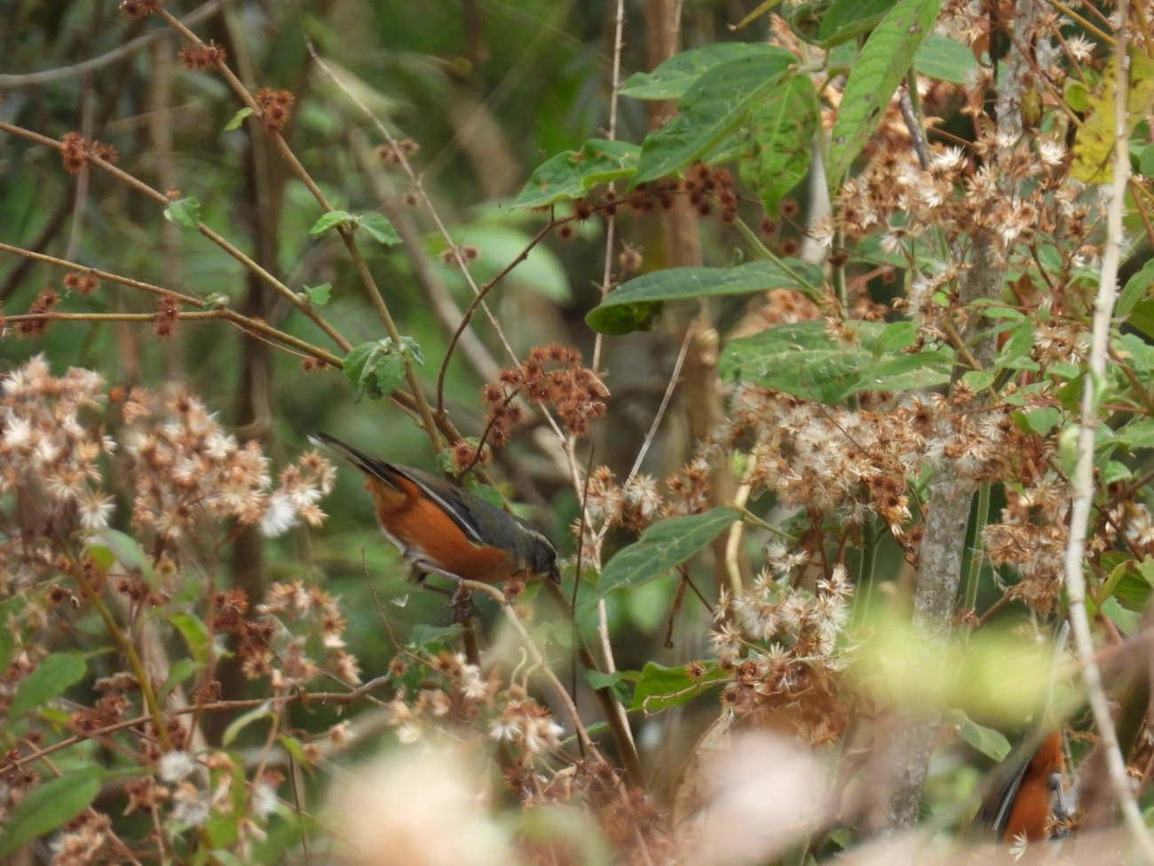 Quete-do-Sudeste (Microspingus lateralis), aves, fotografado em Itamonte