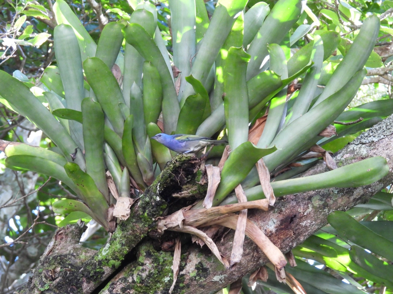 Sanhaçu-de-encontro-amarelo (Thraupis ornata), aves, fotografado em Maresias, São Sebastião