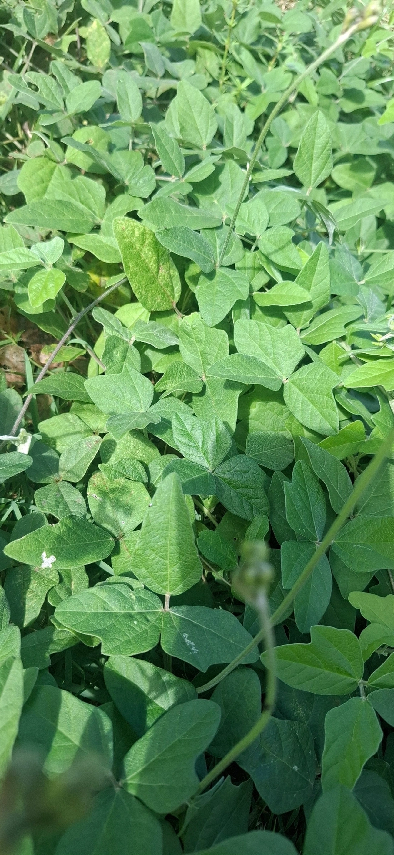 Siratro (Macroptilium atropurpureum), plantas, fotografado em Maresias, São Sebastião