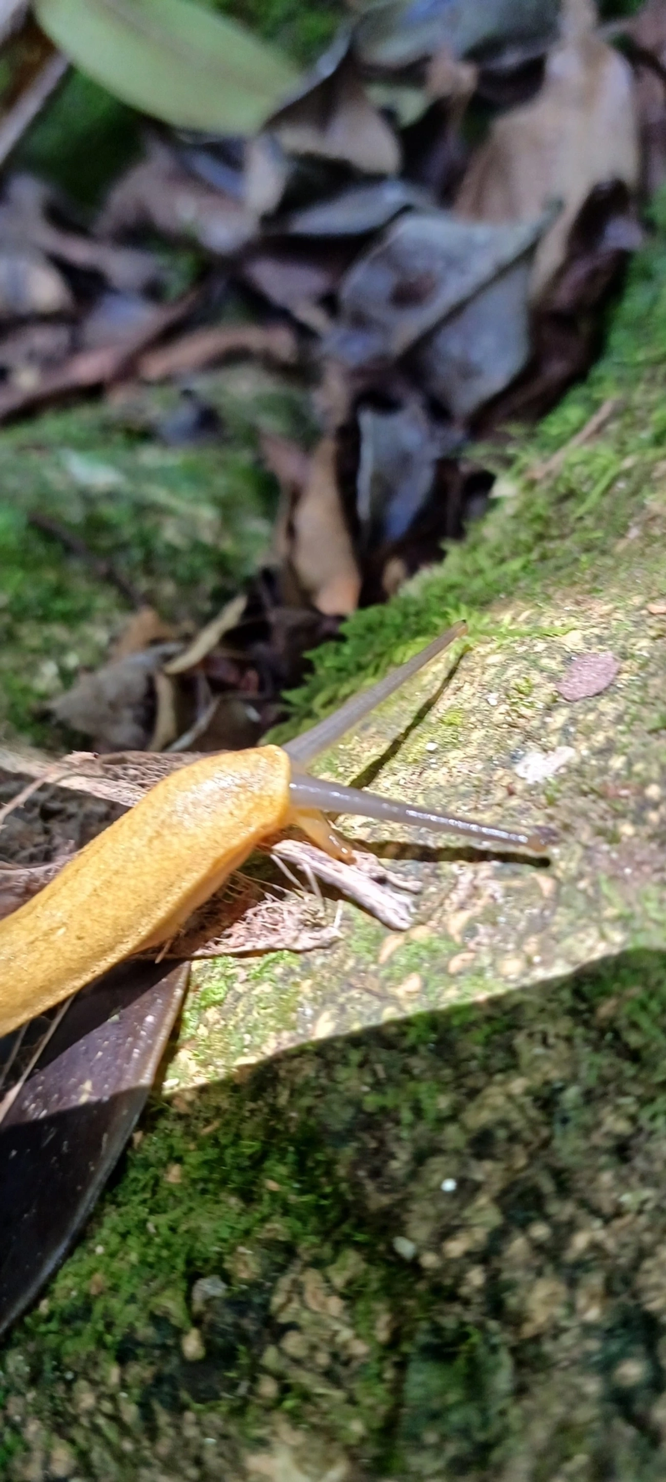Vaginulus taunaisii, moluscos, fotografado em Maresias, São Sebastião