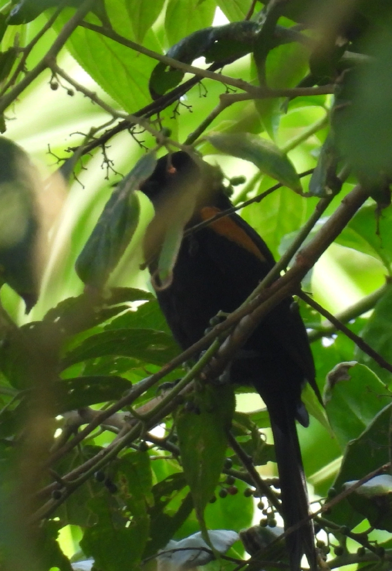 Encontro (Icterus pyrrhopterus), aves, fotografado em Bragança Paulista