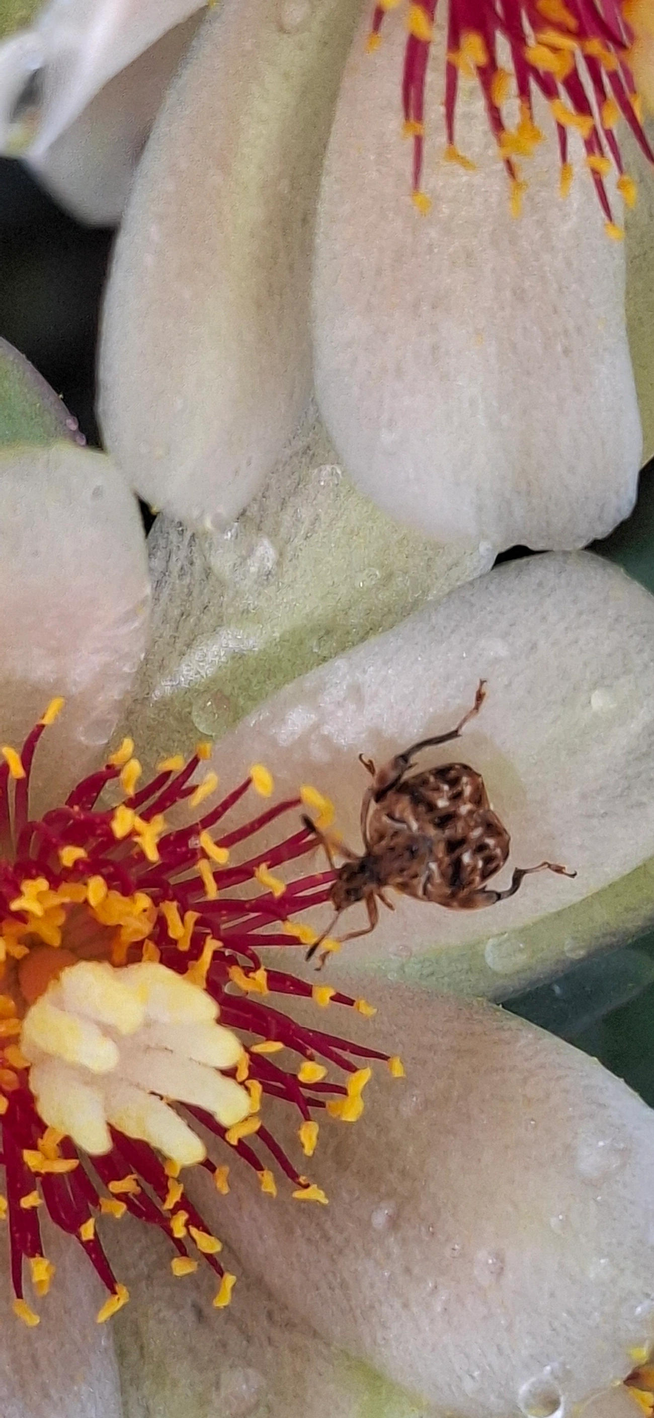 Acanthoscelidina, insetos, fotografado em Maresias, São Sebastião