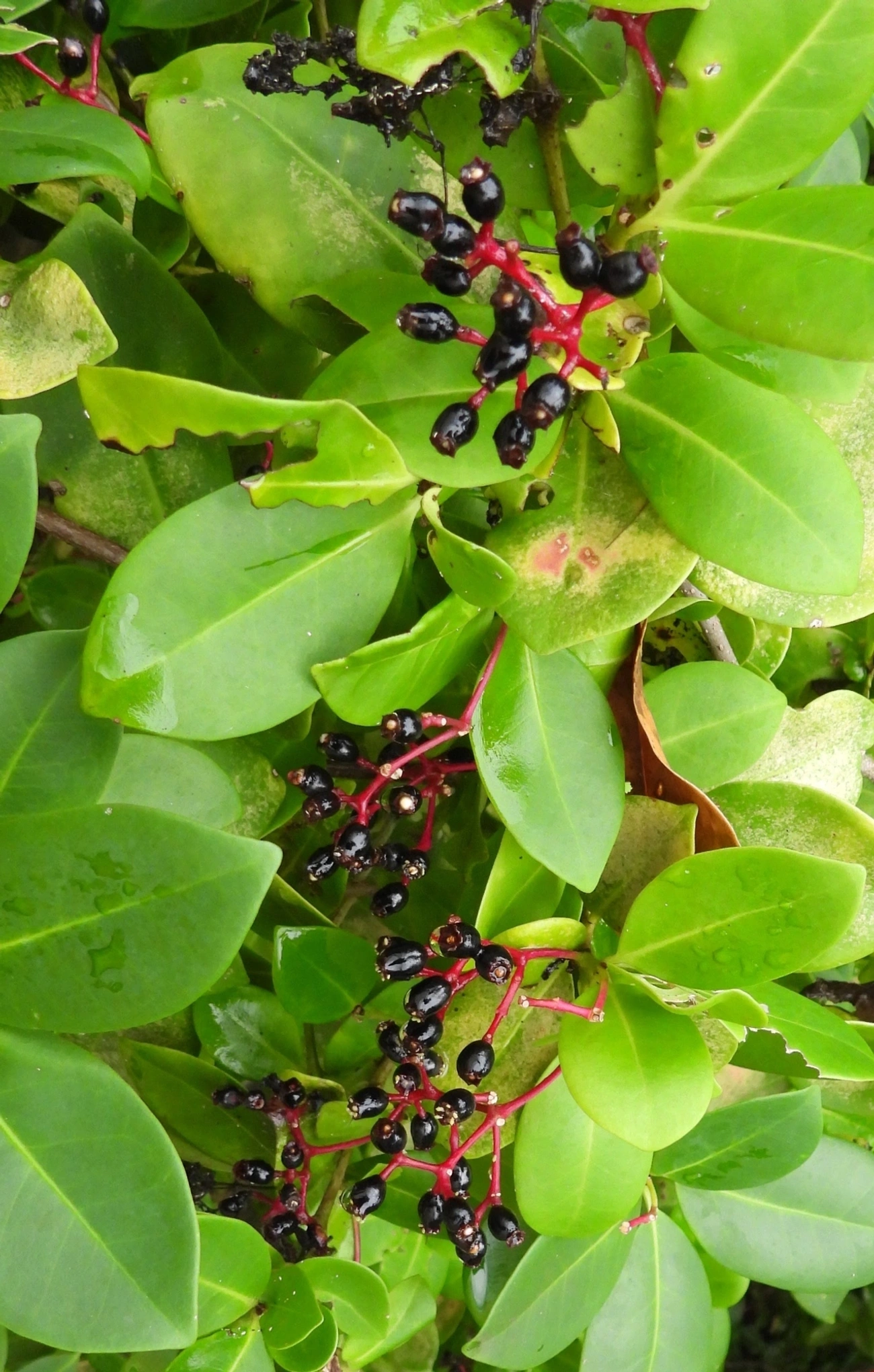 Guapira, plantas, fotografado em Maresias, São Sebastião