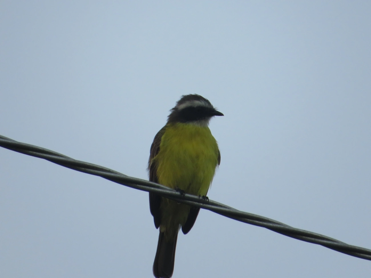Bentevizinho-de-penacho-vermelho (Myiozetetes similis), aves, fotografado em Maresias, São Sebastião