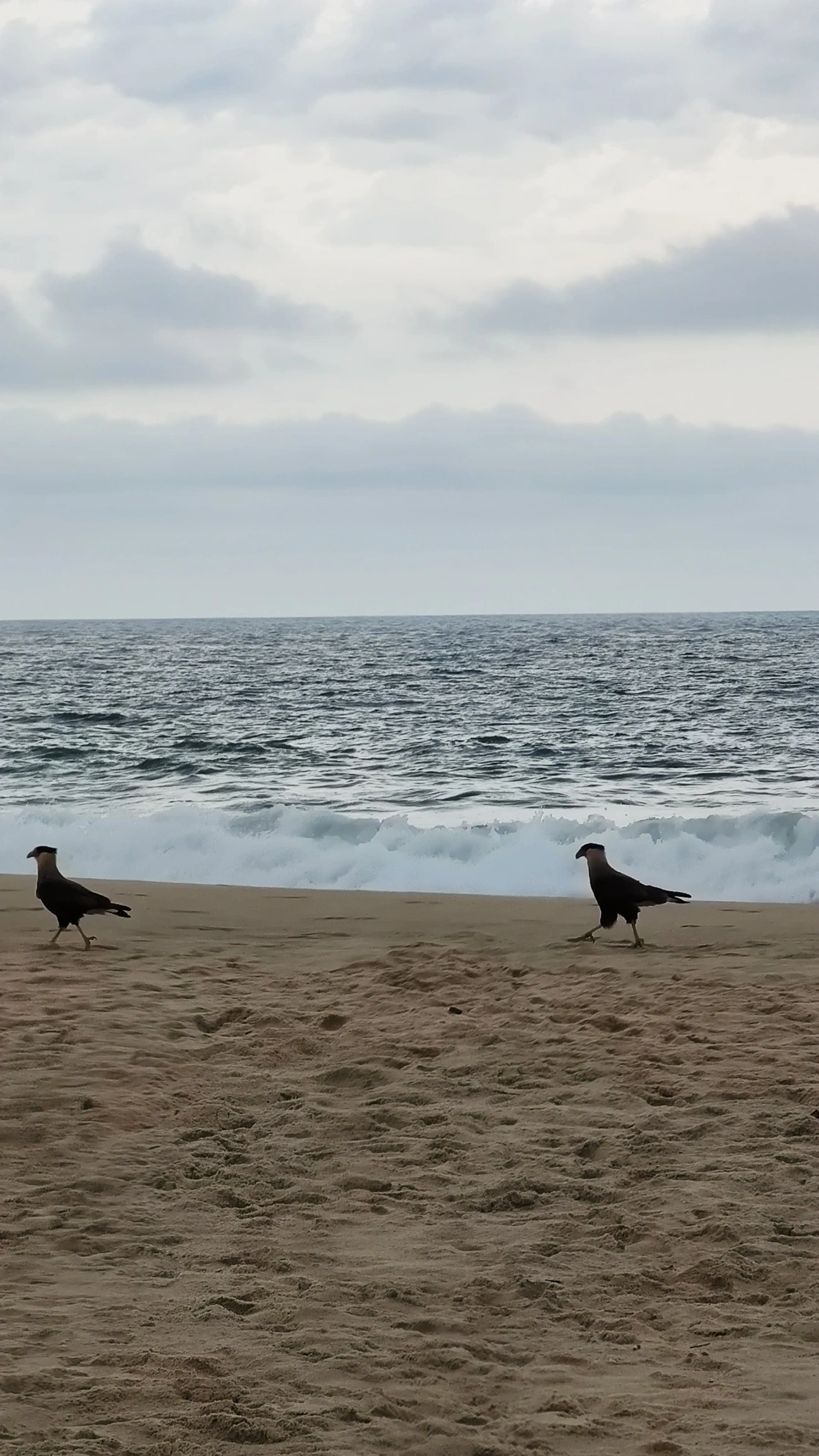 Carcará (Caracara plancus), aves, fotografado em Praia de Santiago, São Sebastião
