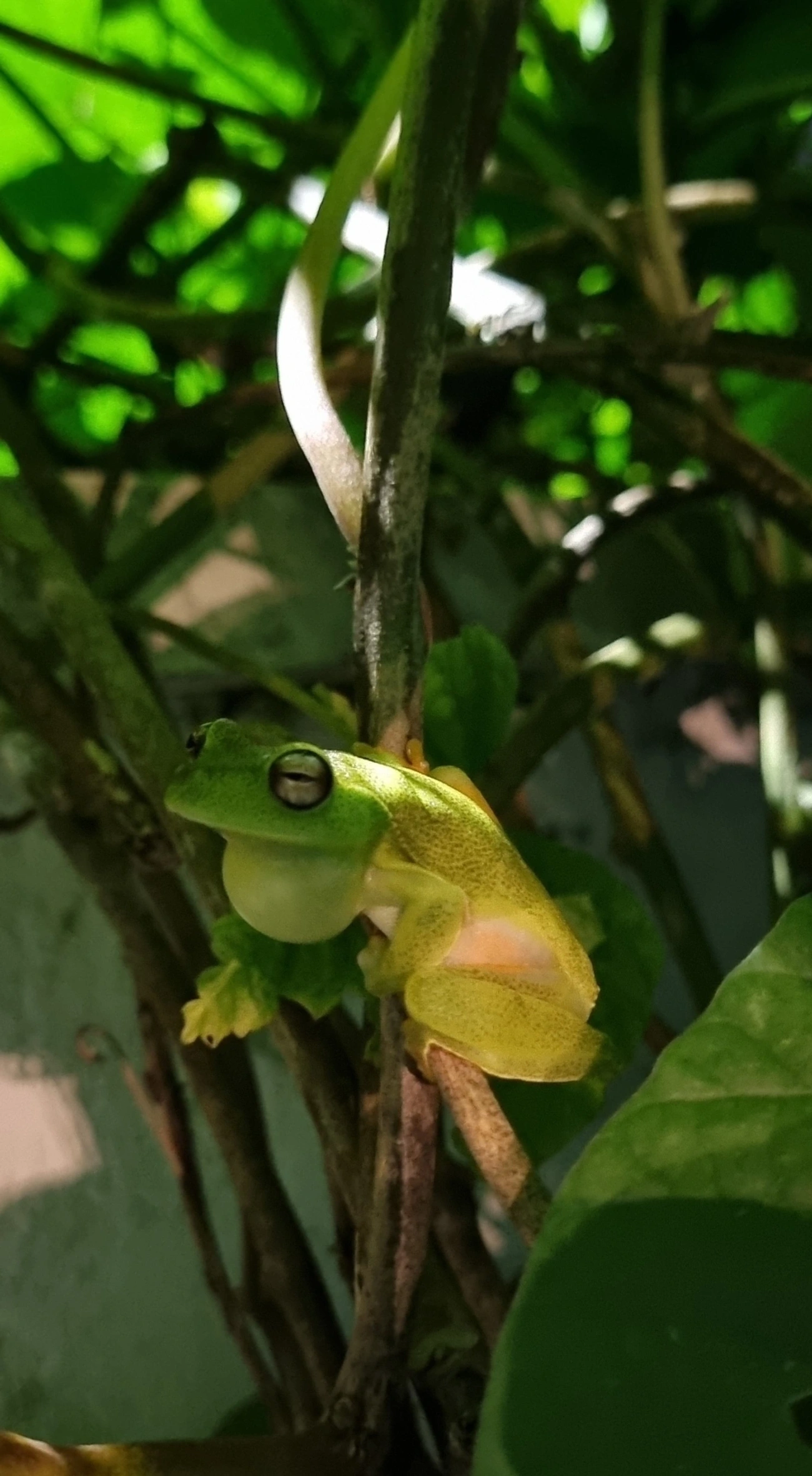 Perereca-araponga (Boana albomarginata), anfíbios, fotografado em Maresias, São Sebastião