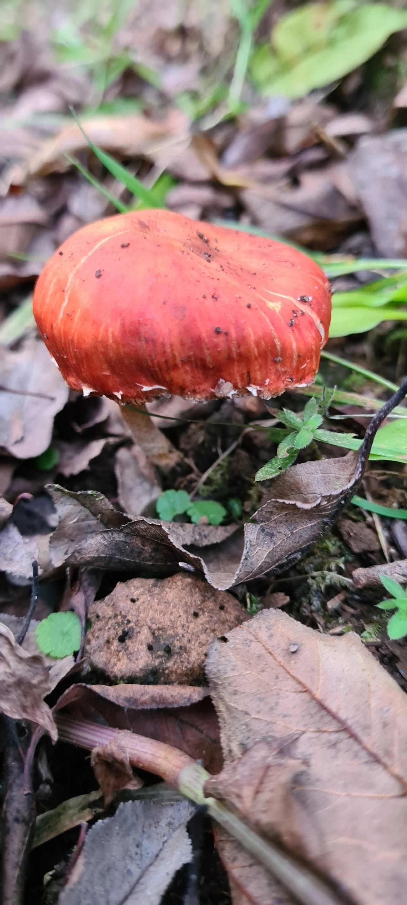 Chapéu-redondo vermelho (Leratiomyces ceres), fungos, fotografado em Campos do Jordão