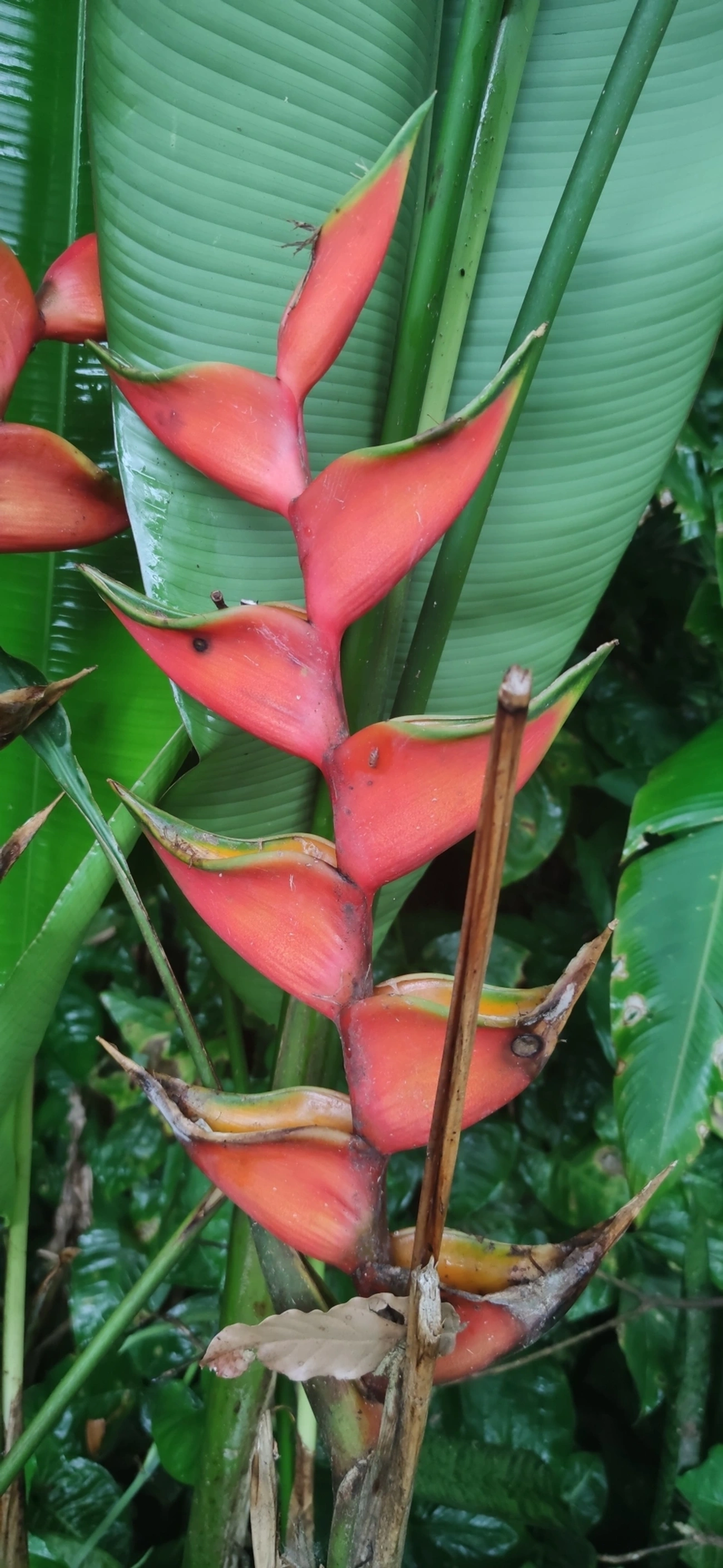Helicônia (Heliconia bihai), plantas, fotografado em Maresias, São Sebastião