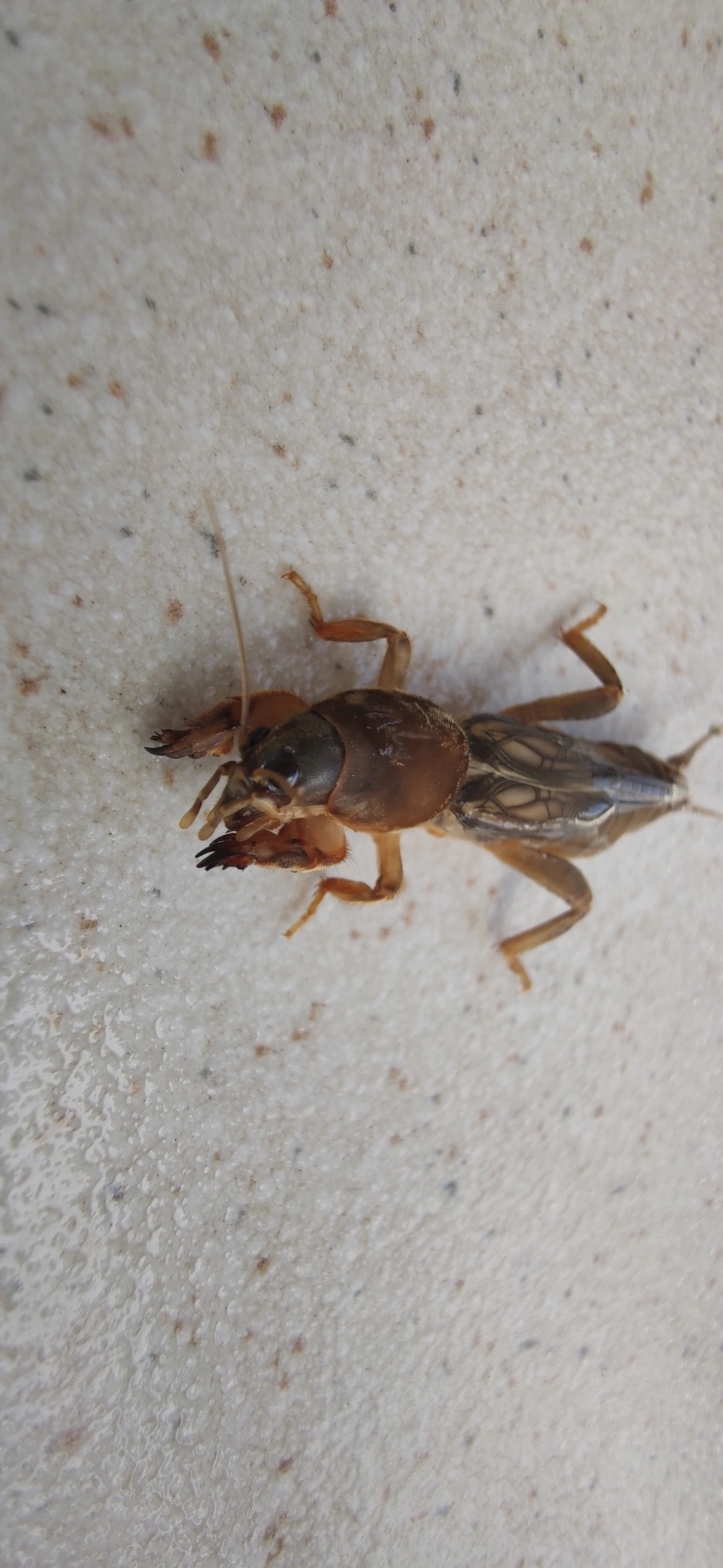 Gryllotalpinae, insetos, fotografado em Maresias, São Sebastião