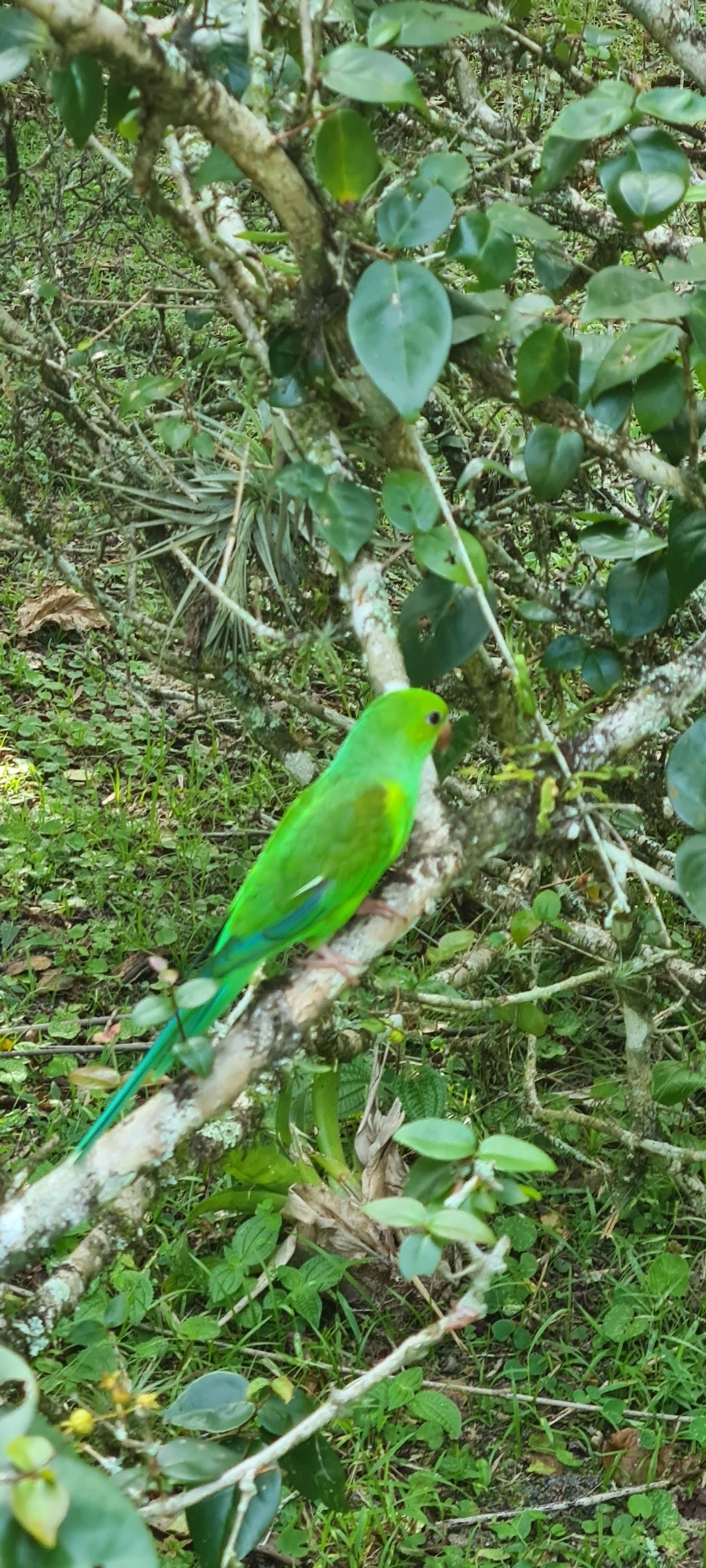 Periquito-rico (Brotogeris tirica), aves, fotografado em Maresias, São Sebastião
