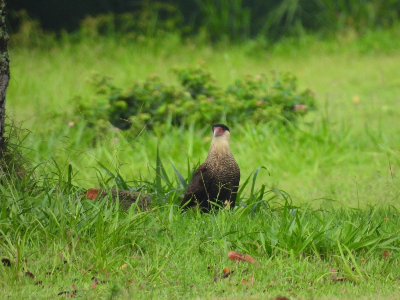 Carcará (Caracara plancus), aves, fotografado em Maresias, São Sebastião
