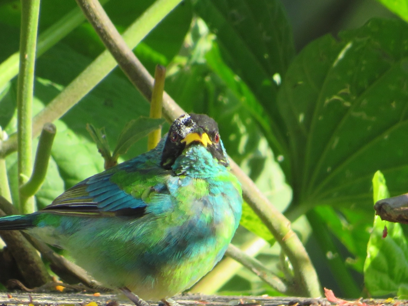 Saí-verde (Chlorophanes spiza), aves, fotografado em Maresias, São Sebastião