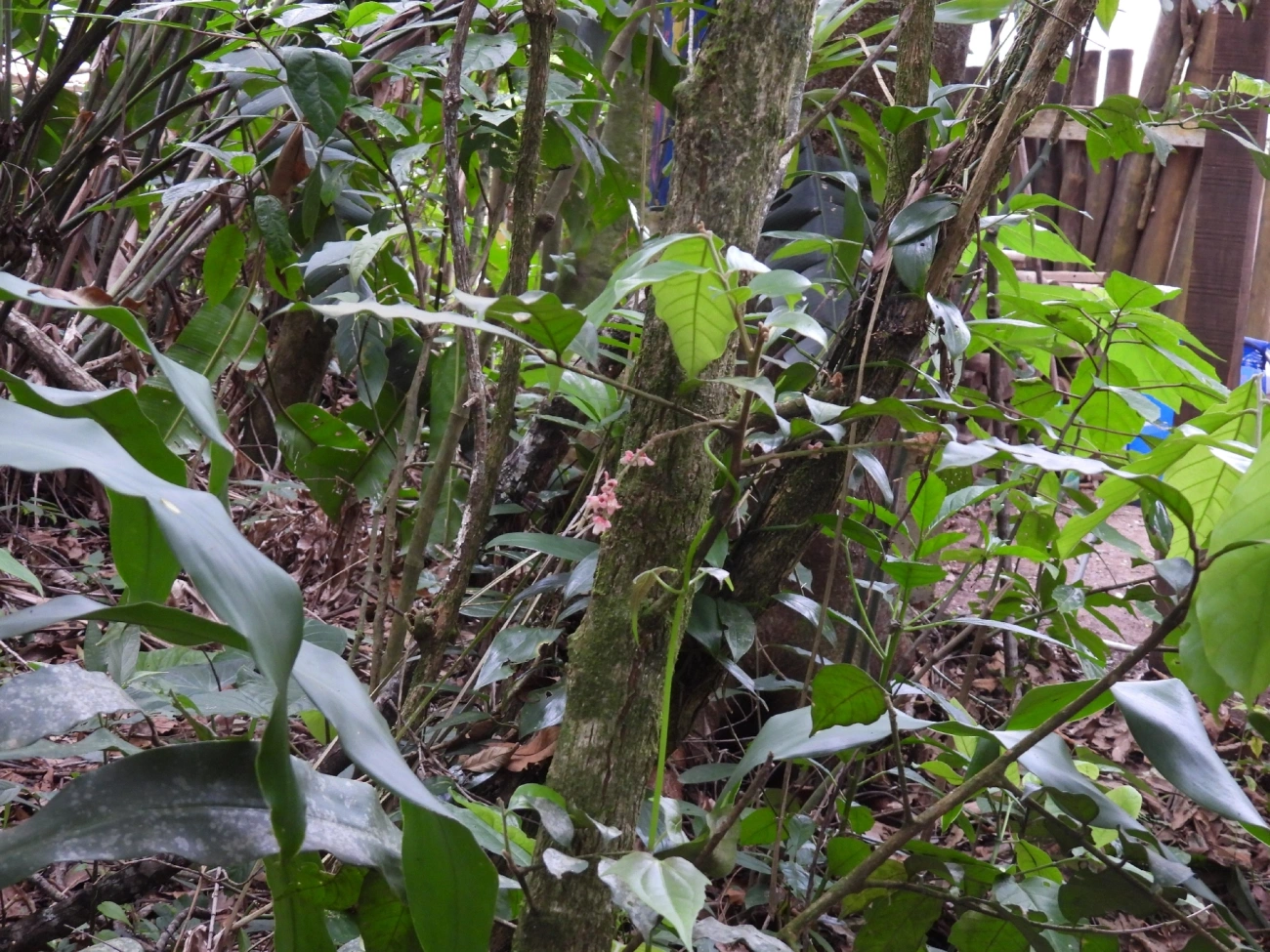 Guarea, plantas, fotografado em Maresias, São Sebastião