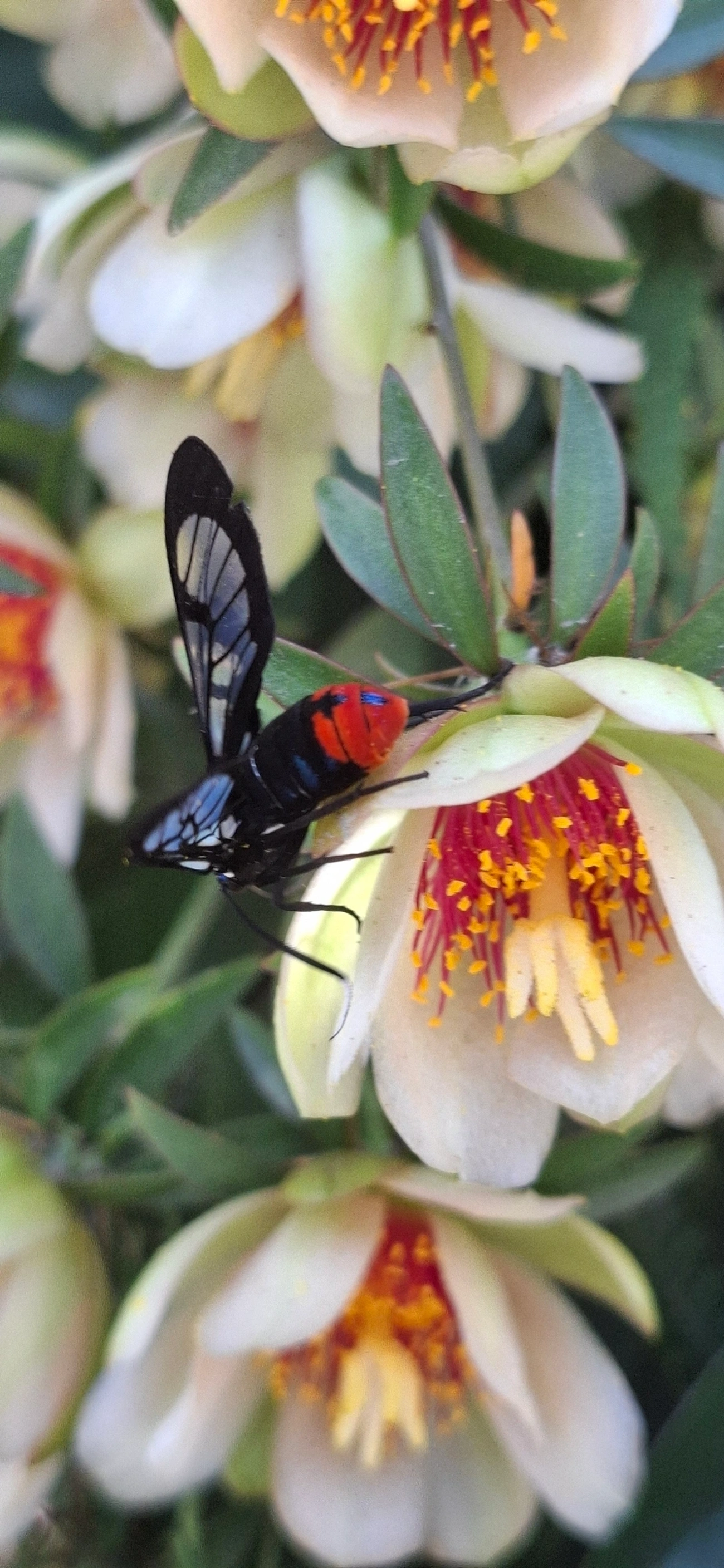 Gymnelia, insetos, fotografado em Maresias, São Sebastião