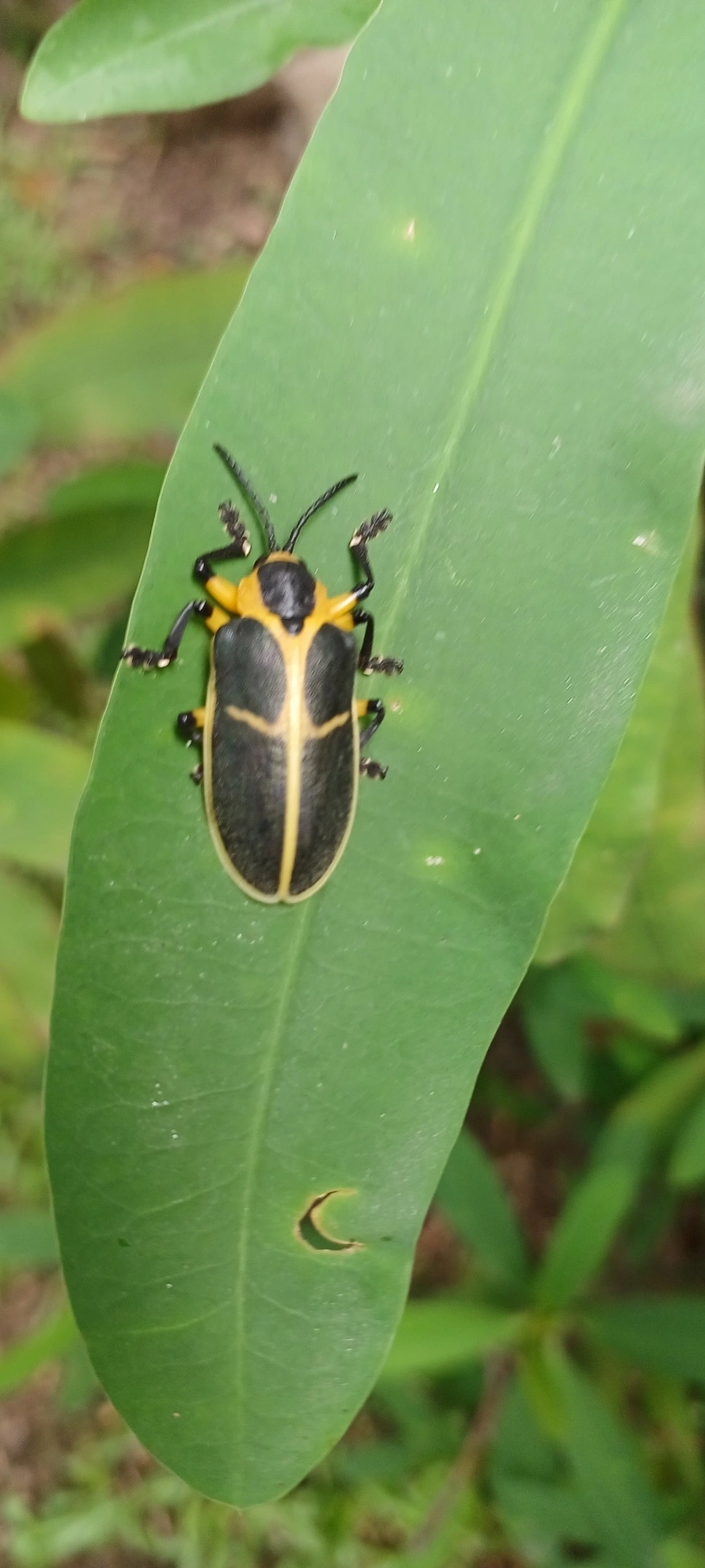 Mecistomela marginata, insetos, fotografado em Perequê, Ilhabela